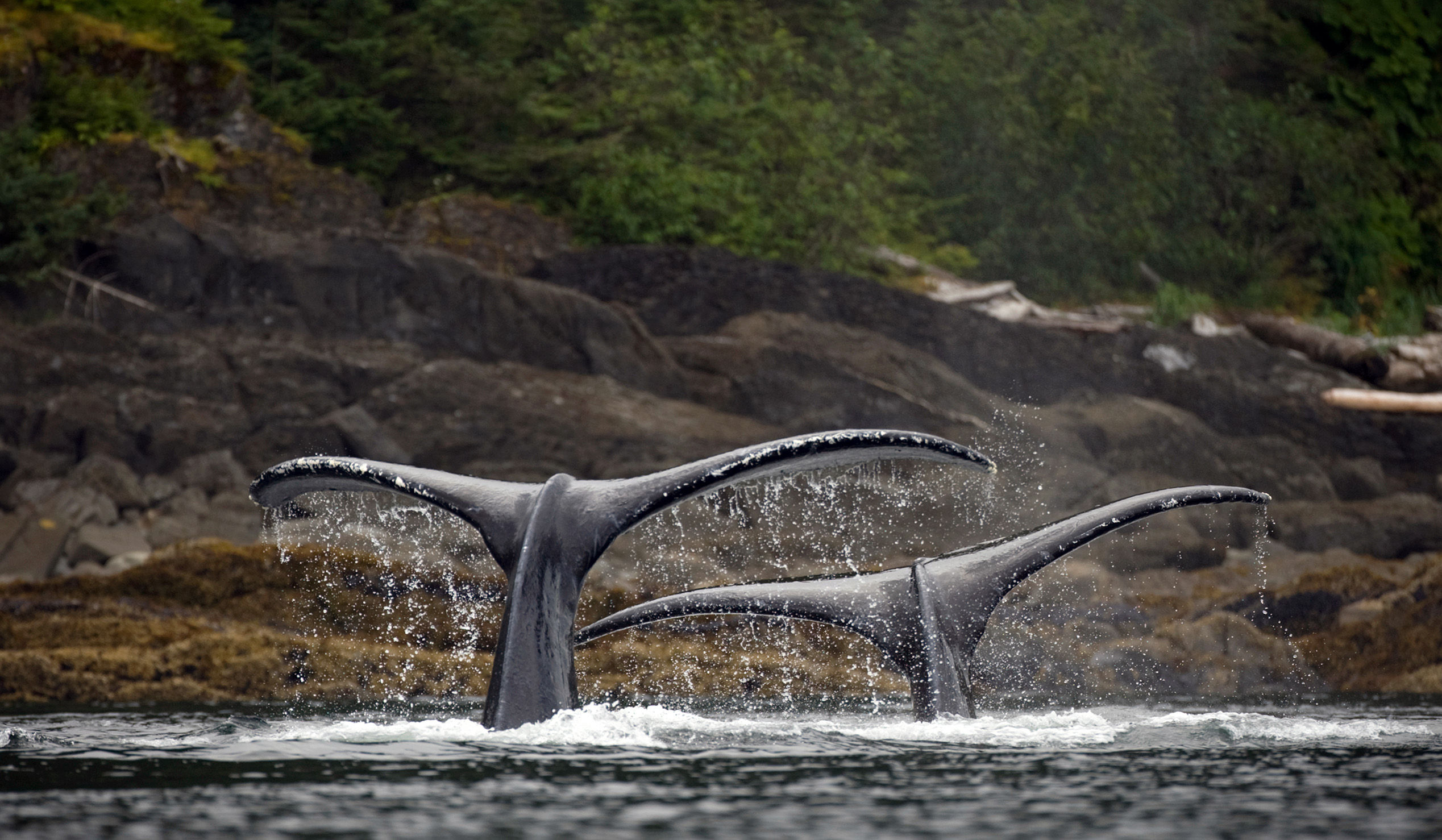 Diving humpback whales