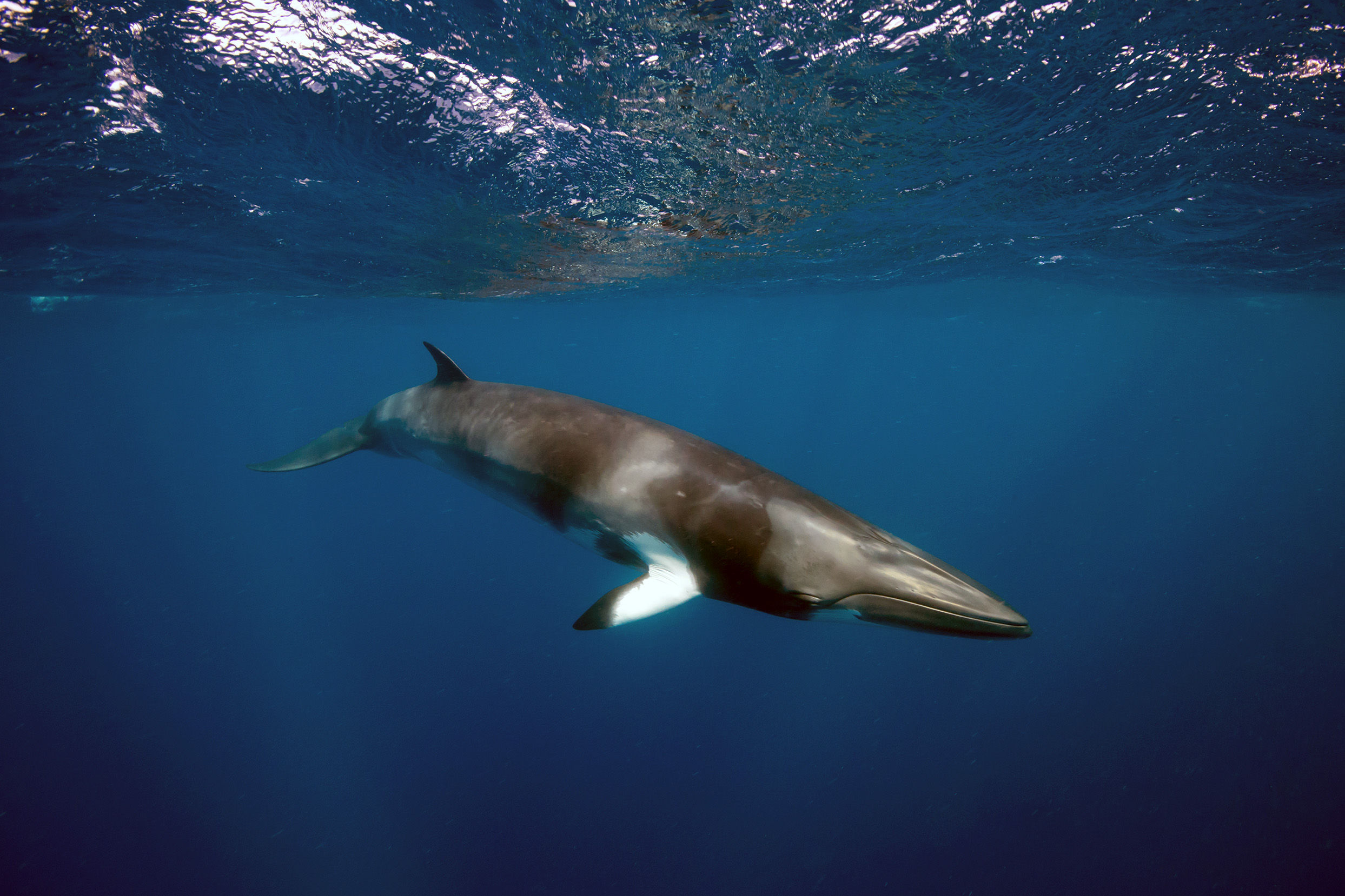 Minke whale