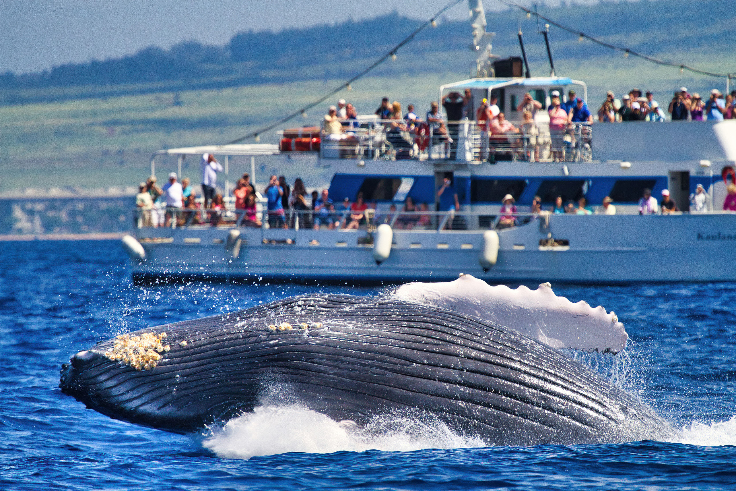 Whale breaching near a whale watching boat