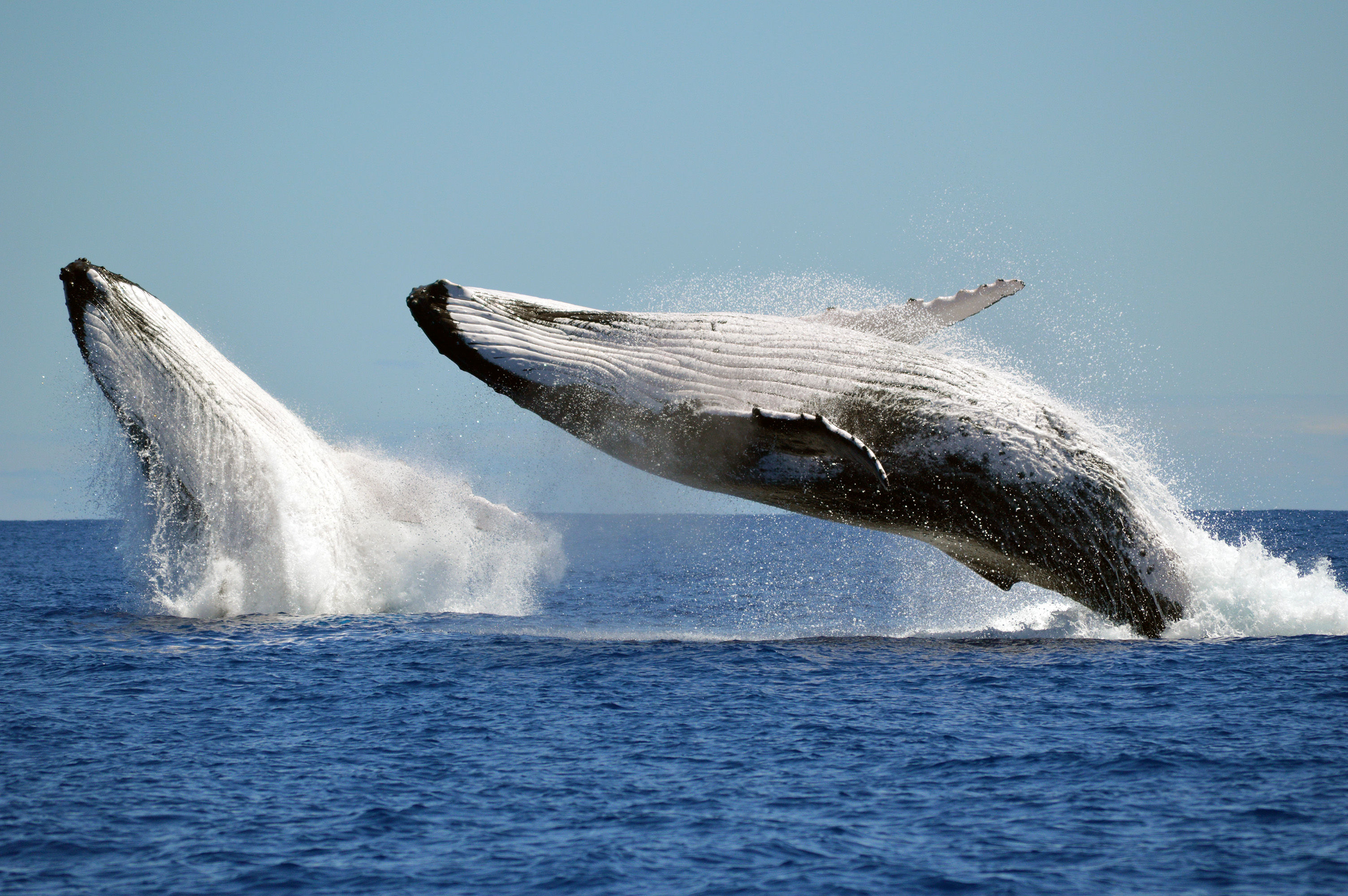 Two humpback whales breaching at the same time.