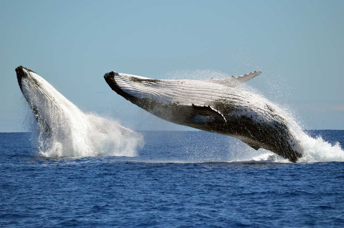 Two humpback whales breaching at the same time.