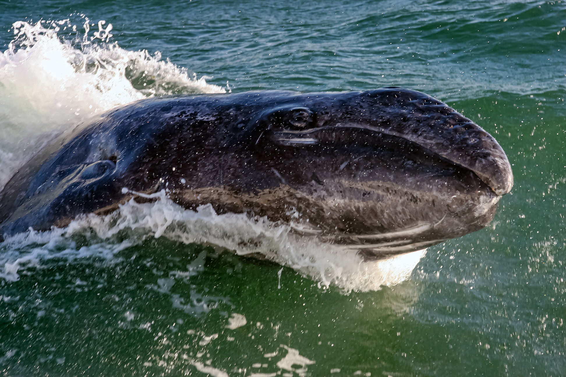 Gray whale calf breaching next to the boat