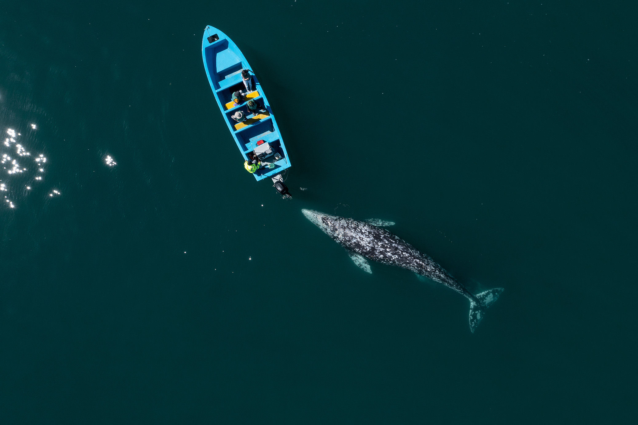 Small whale next to a small boat