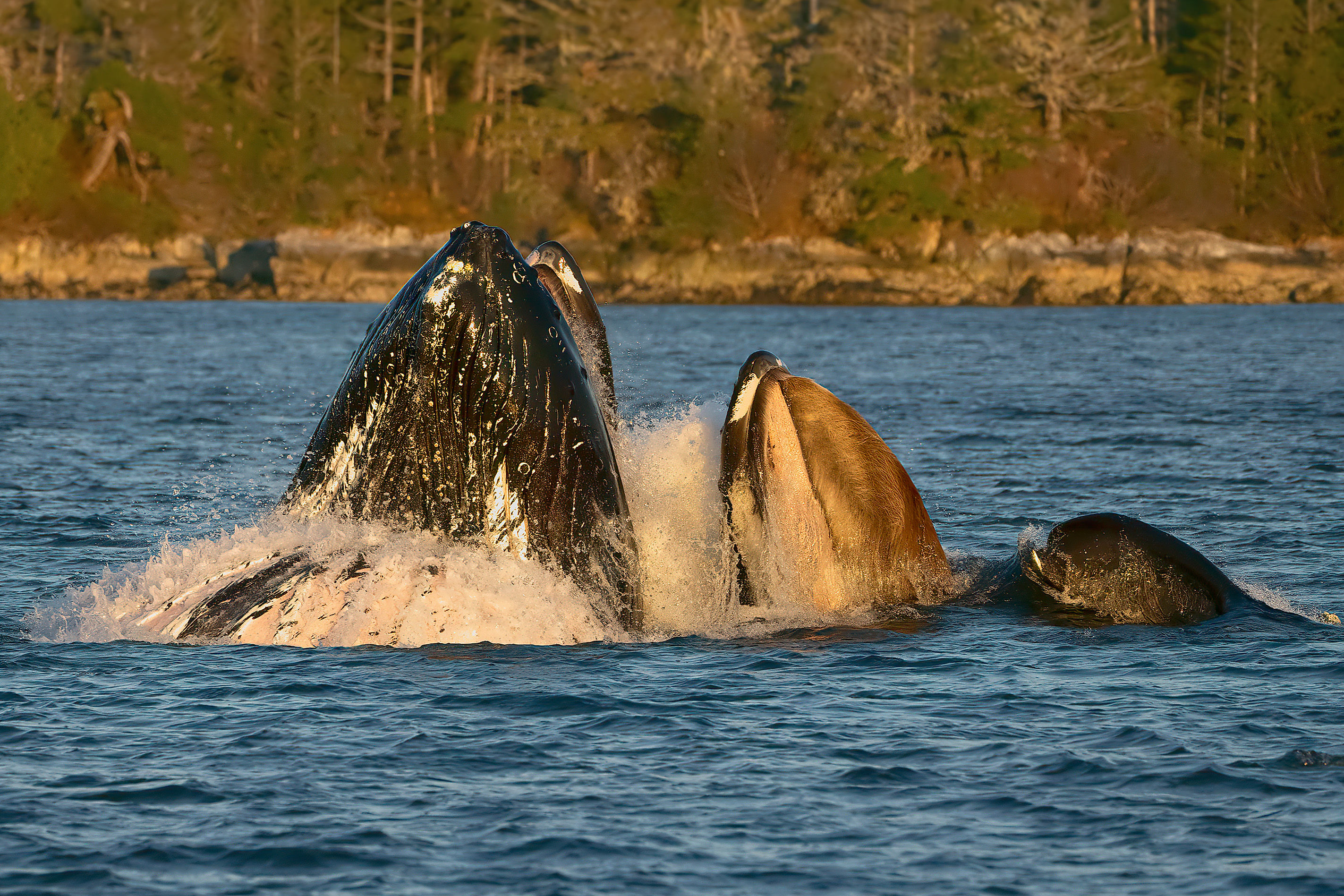 Humpback whales bubble feeding