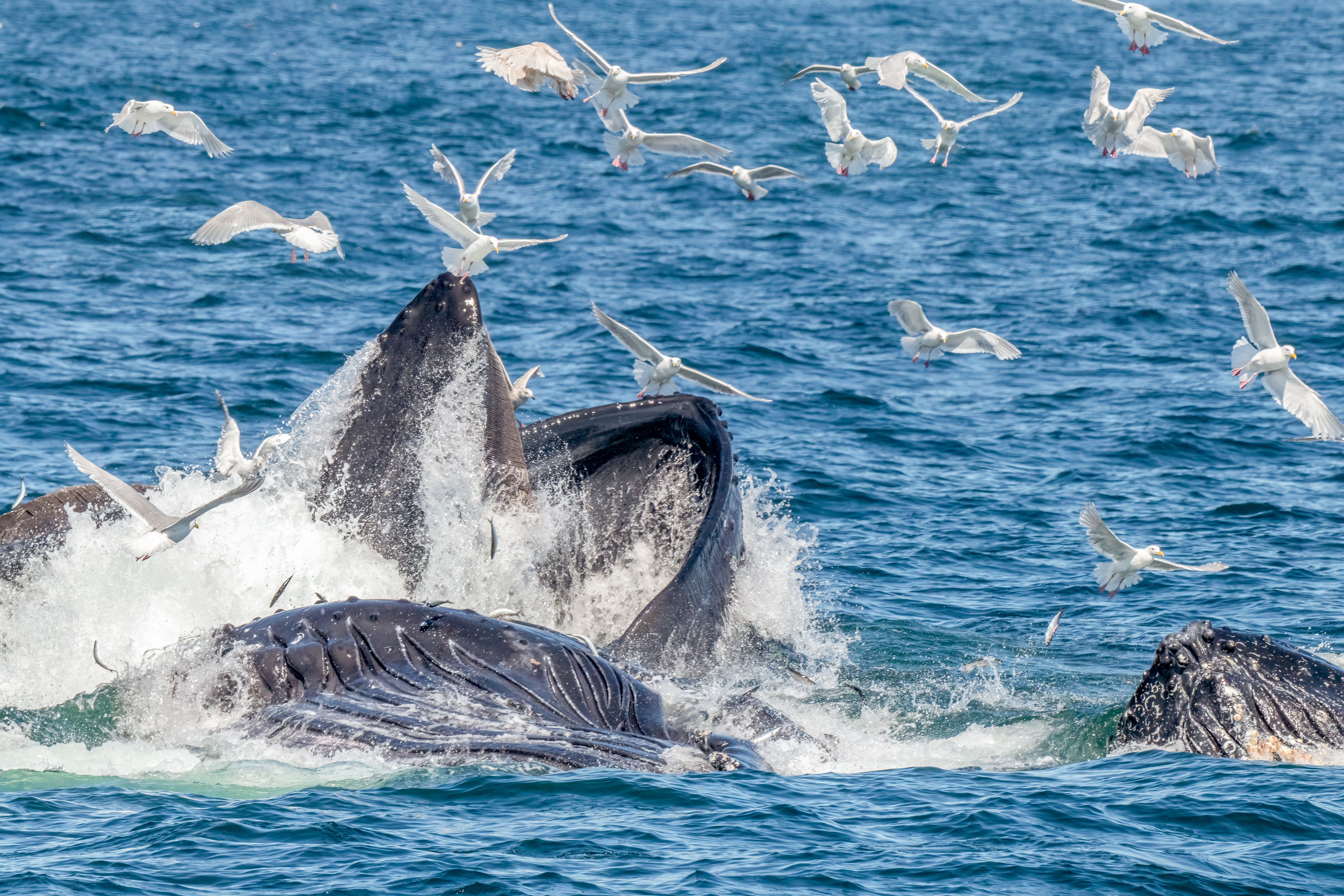 A pod of humpback whales feeding, competing with seagulls