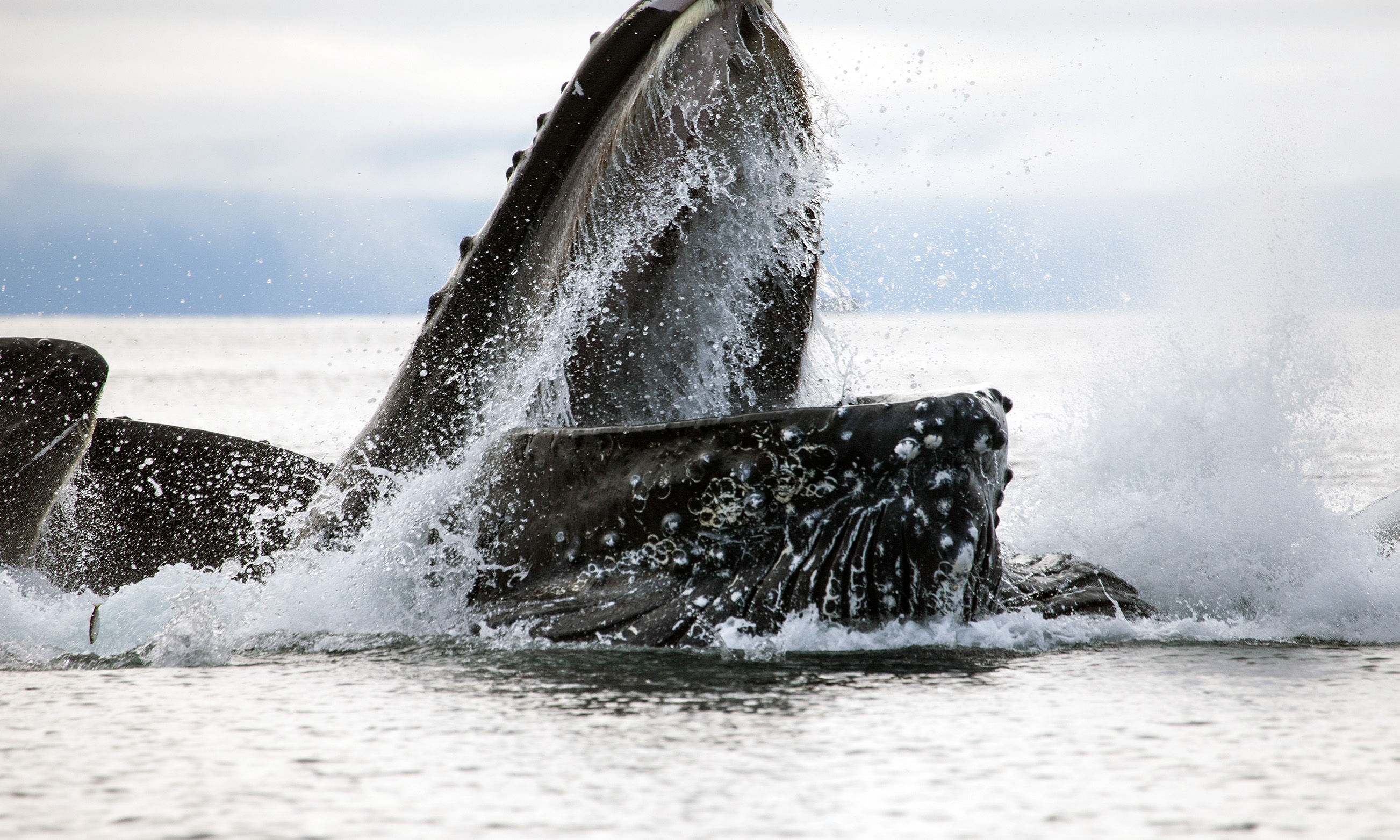 Close-up of humpback whale feeding