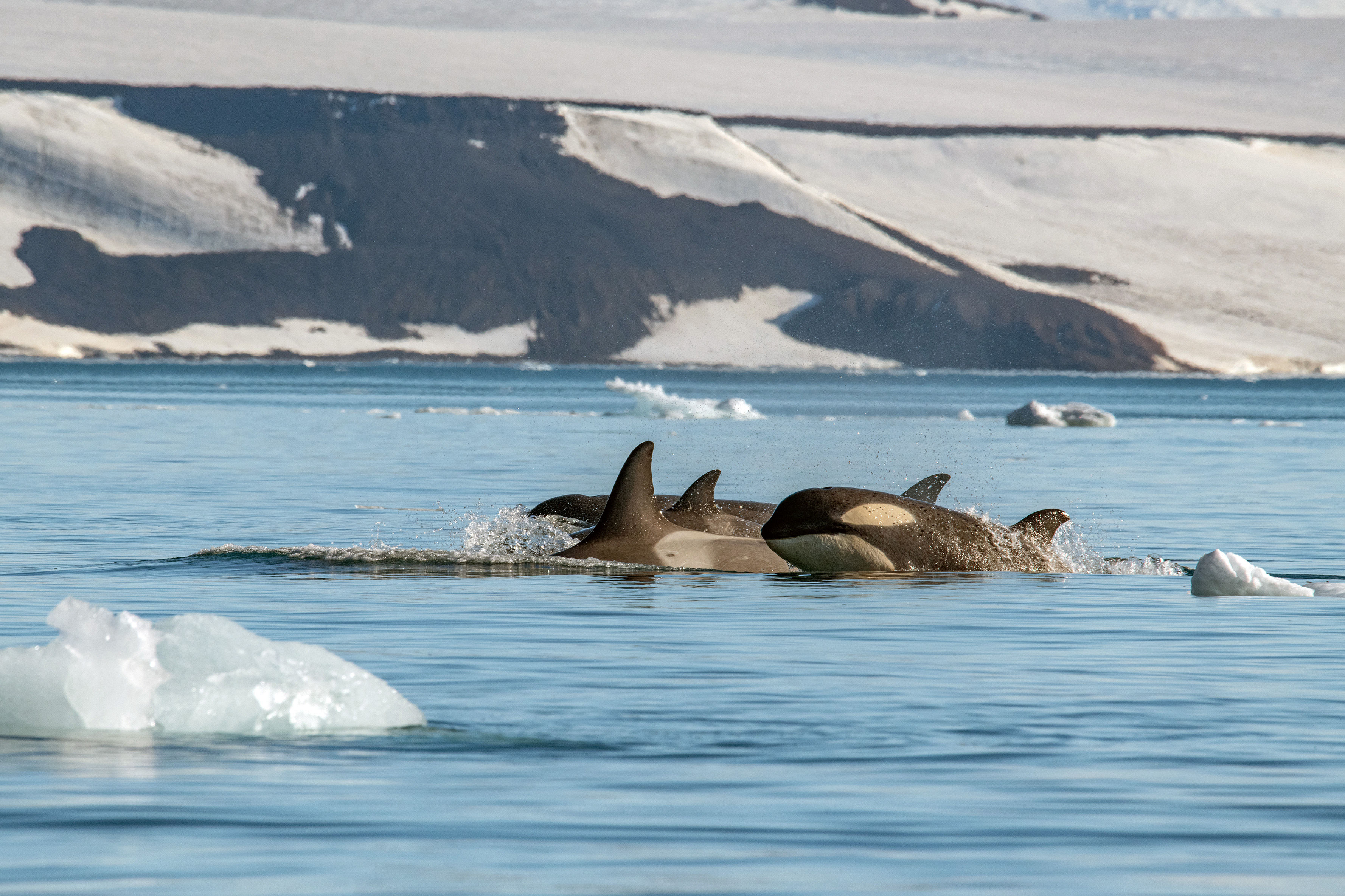 A pod of Orca in Alaska