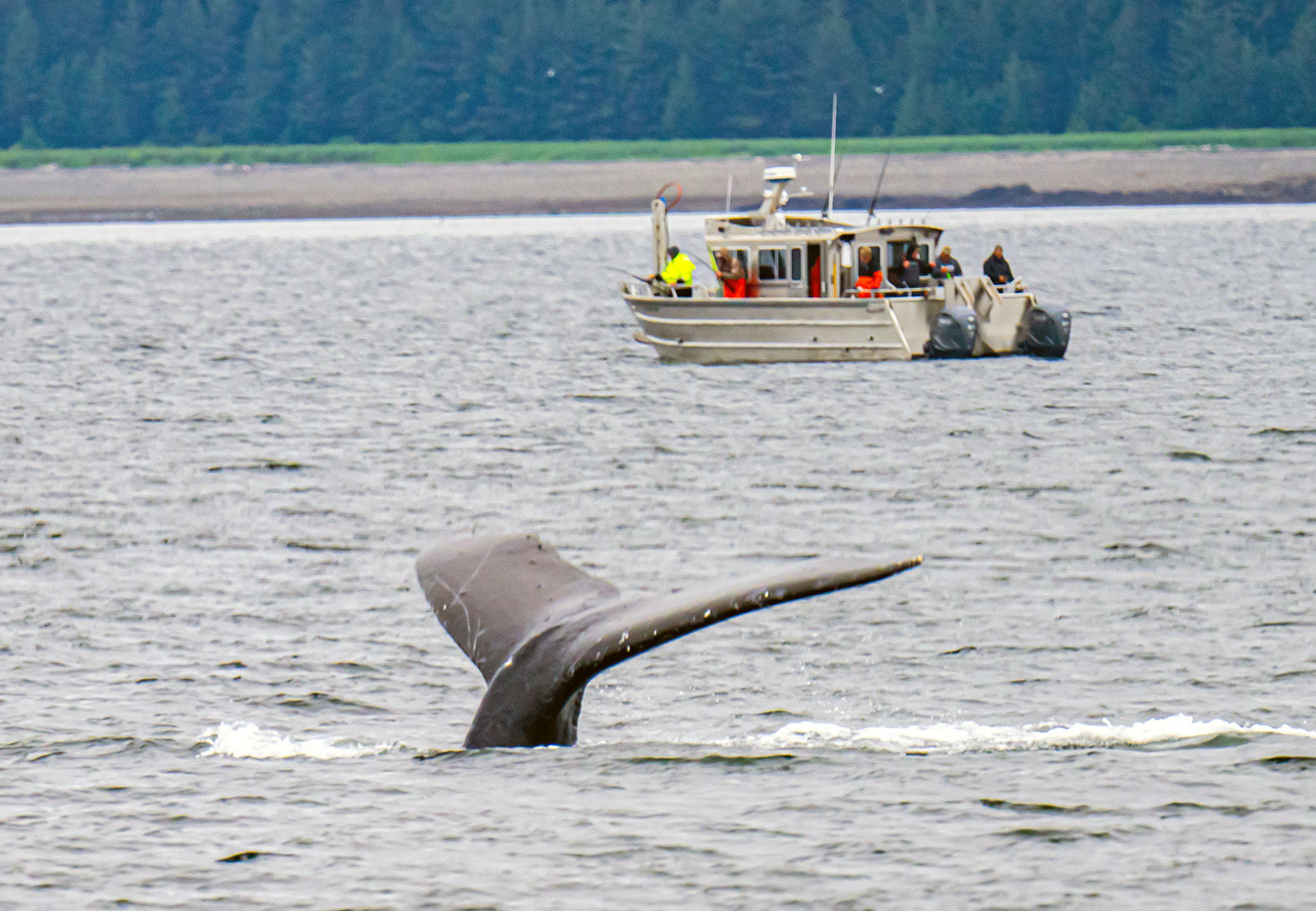 Whale tail near whale watching boat