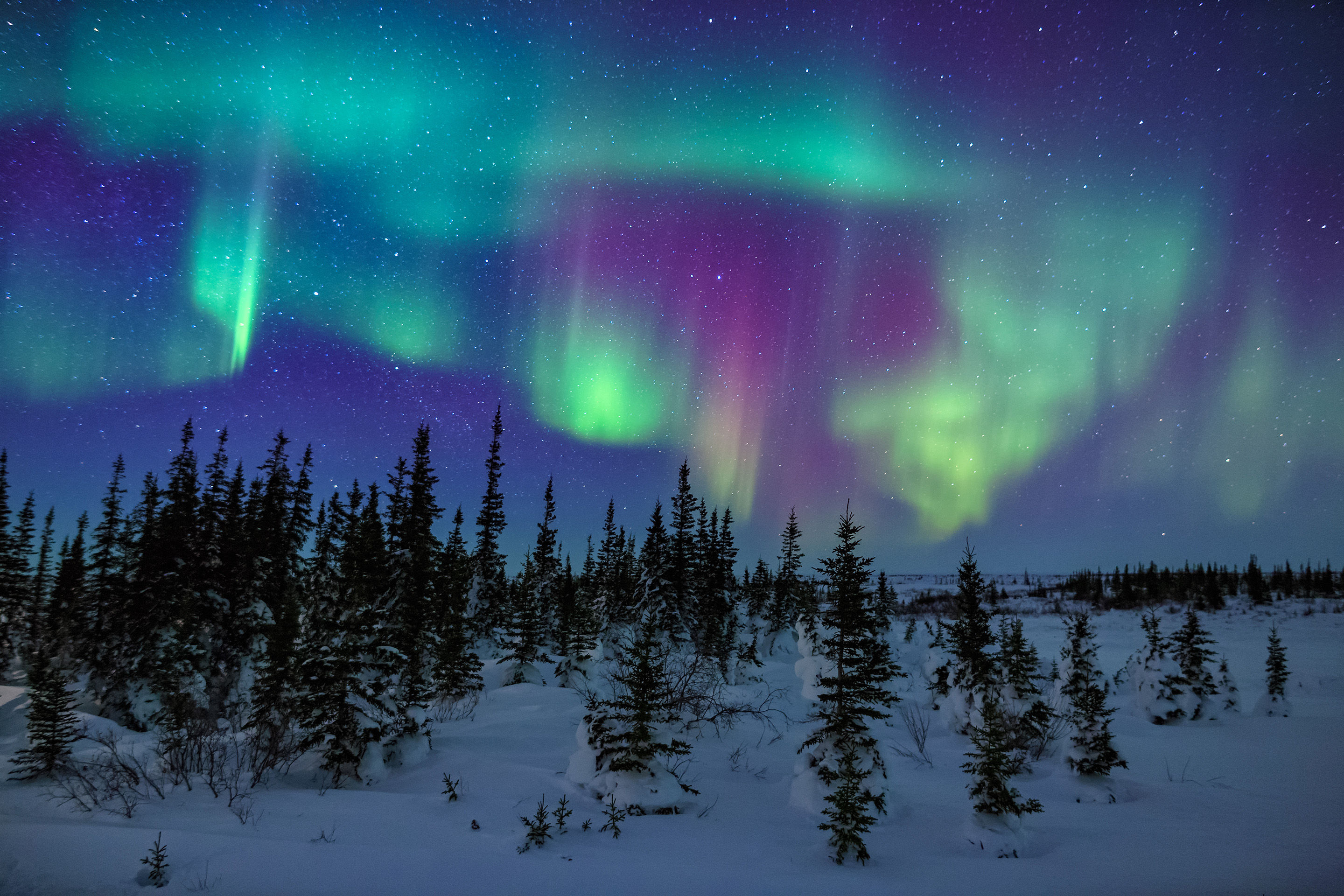 Northern Lights over trees