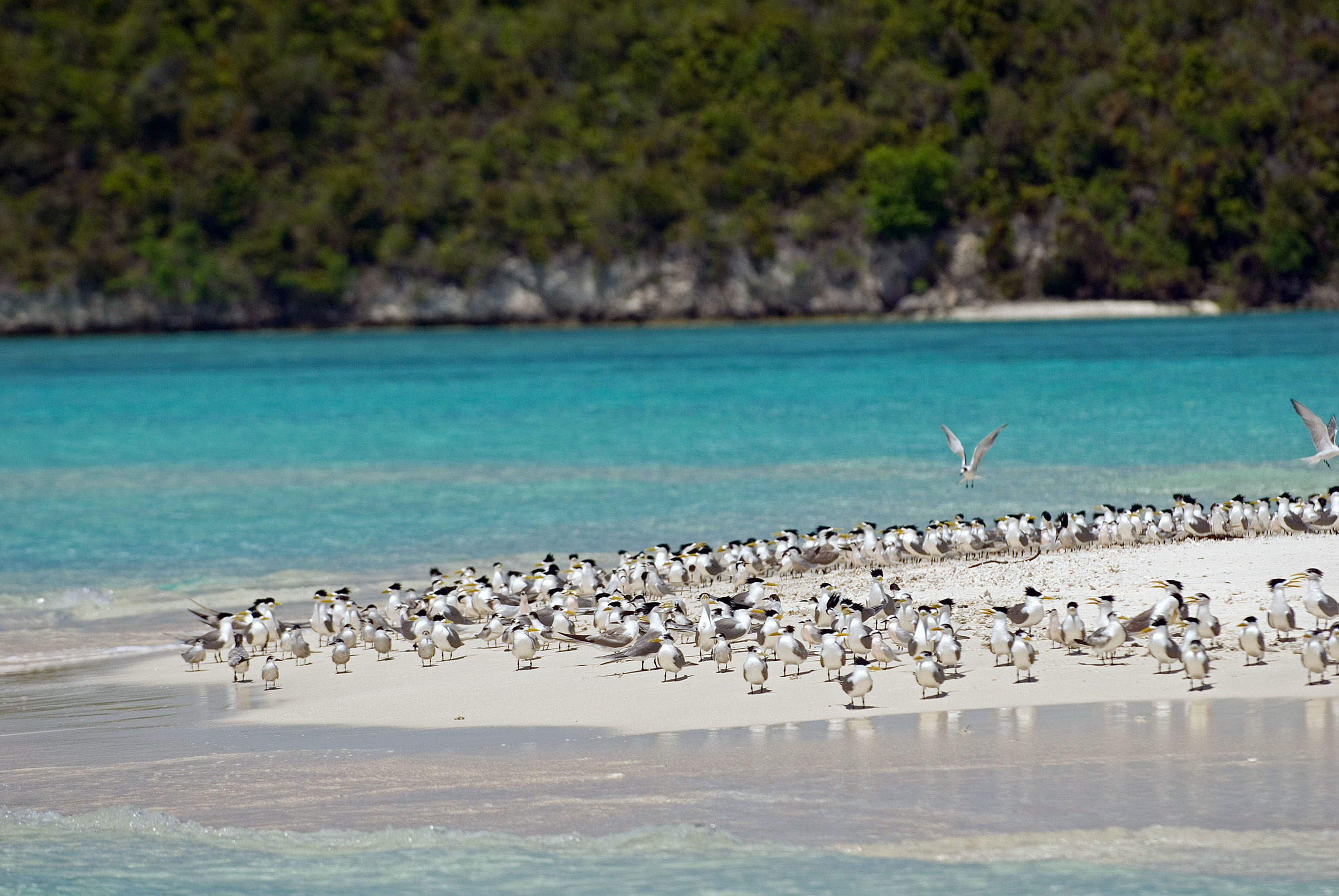 Crested Terns