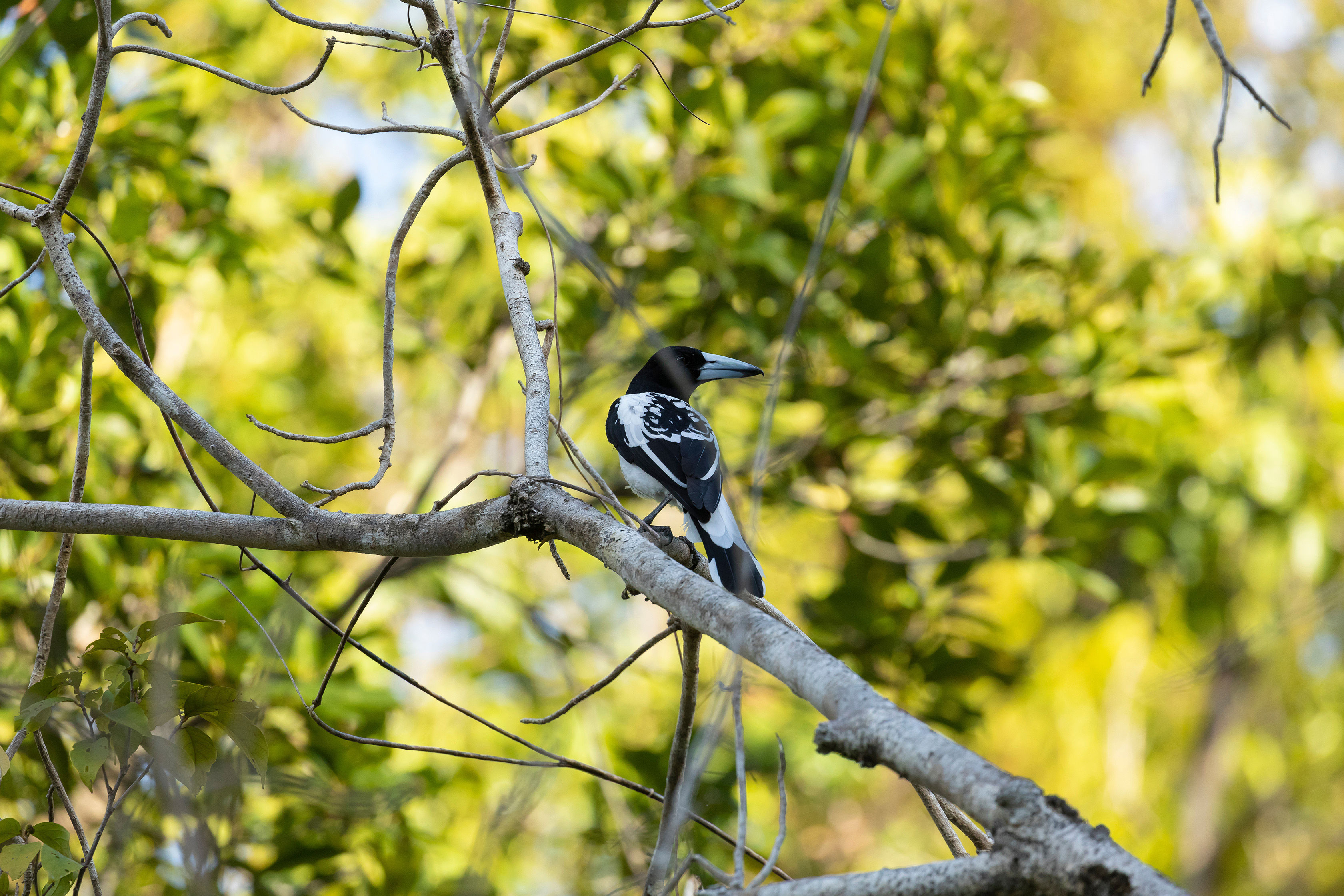 Hooded Butcherbird