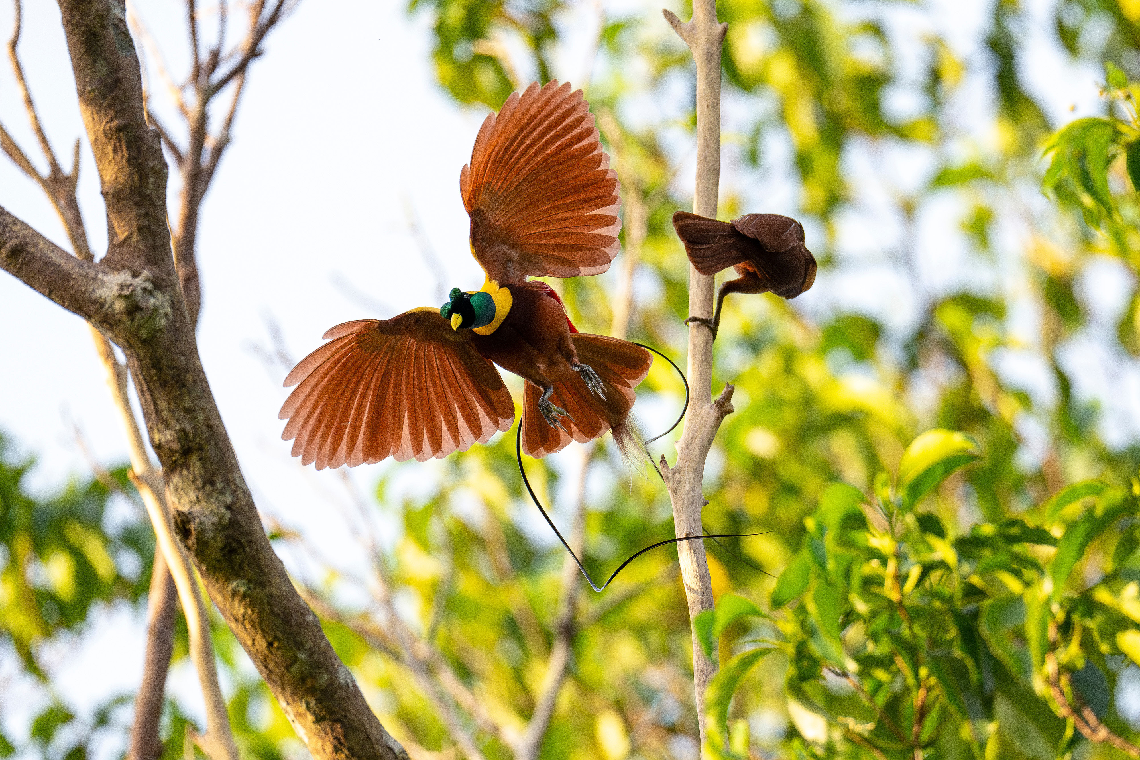 Red Bird of Paradise