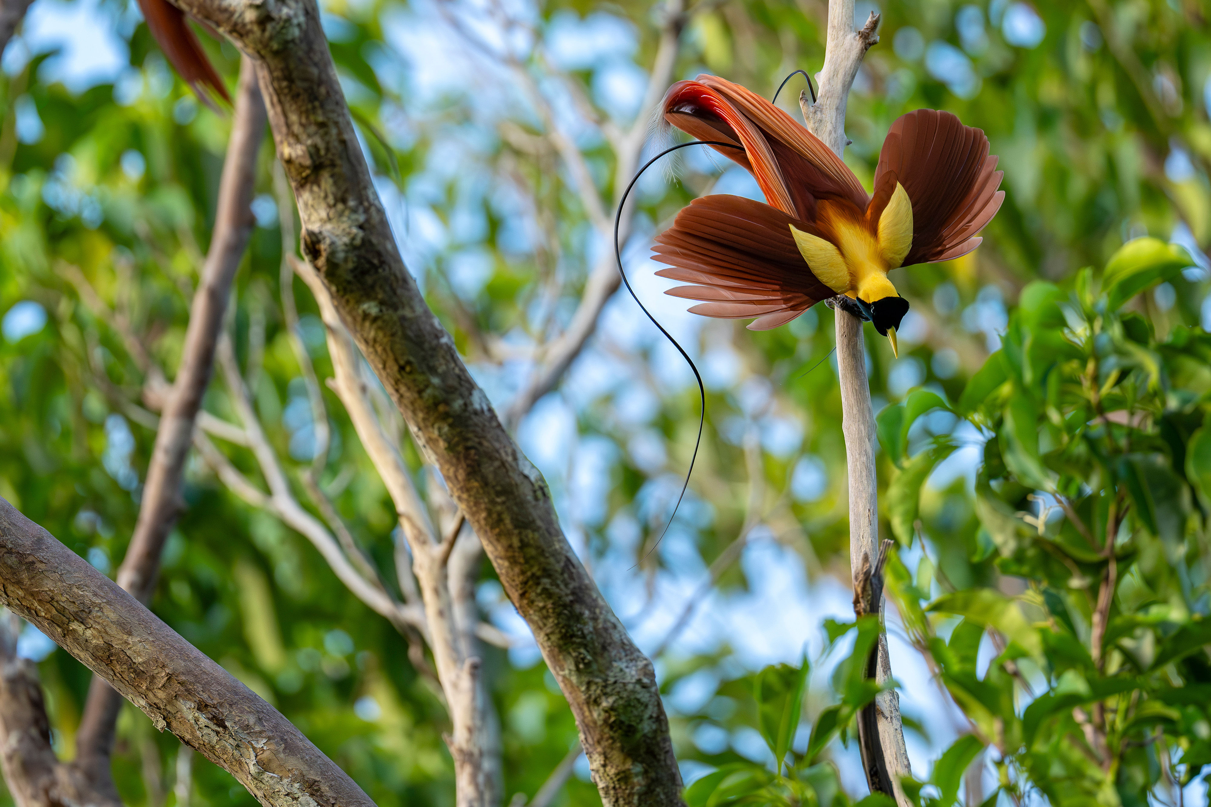 Red Bird of Paradise