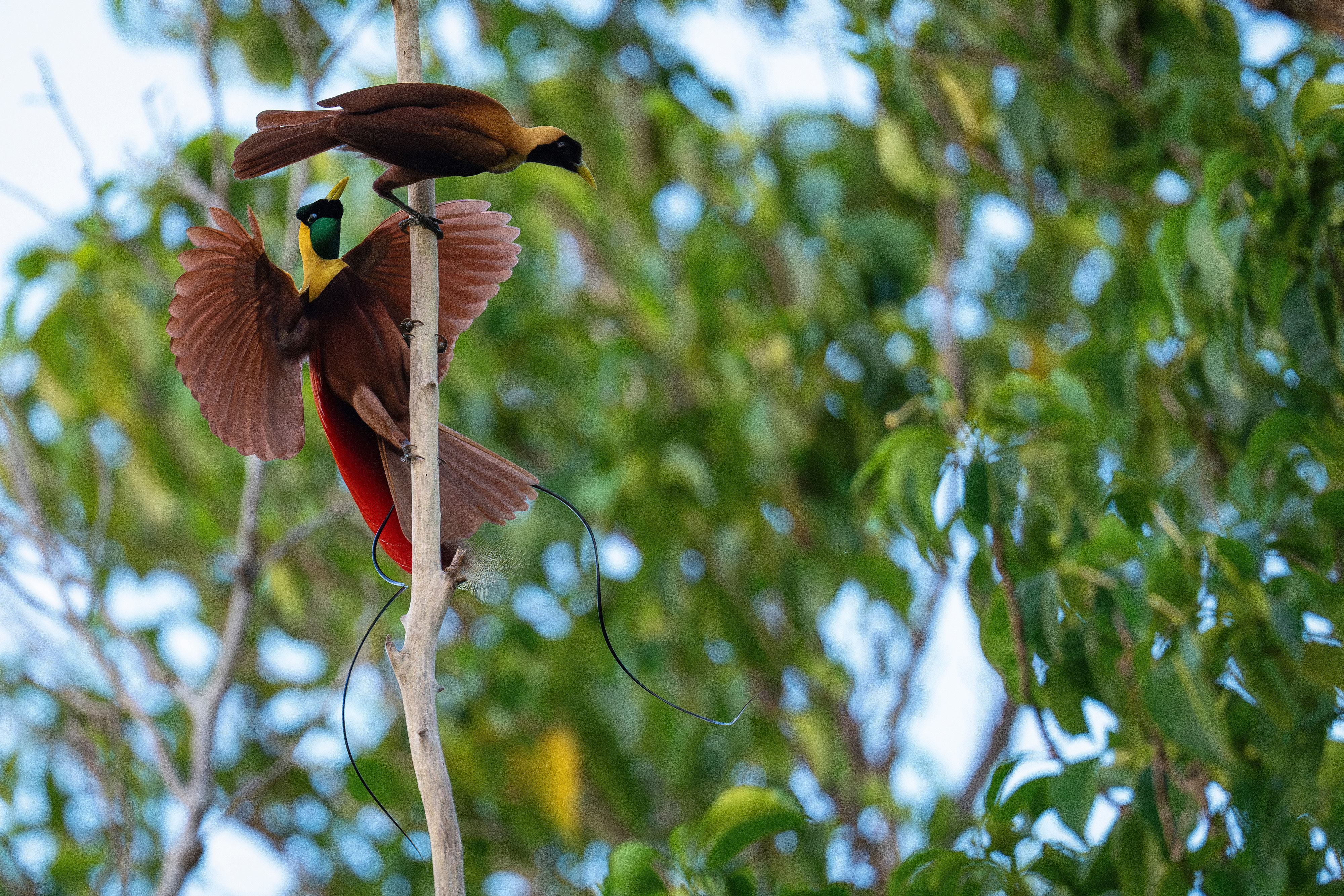 Red Bird of Paradise