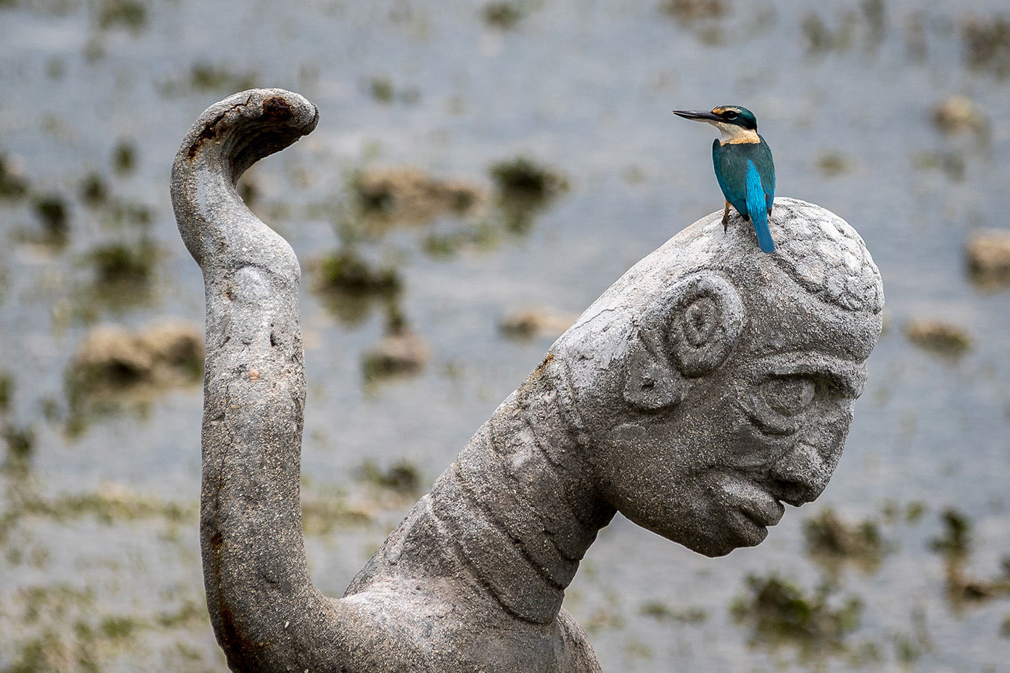 Sacred Kingfisher