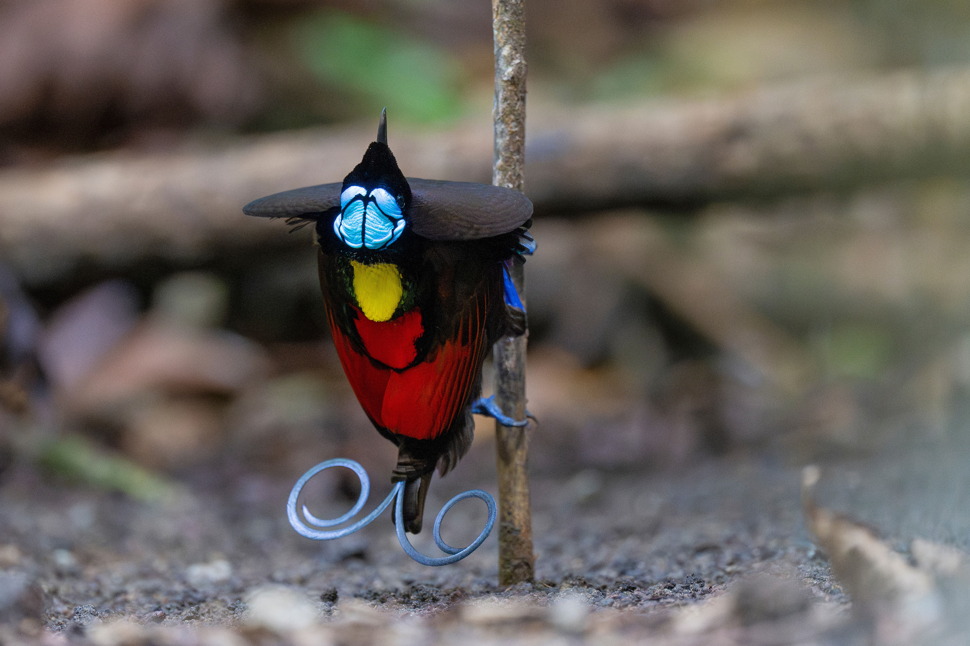 Wilson's Bird of Paradise