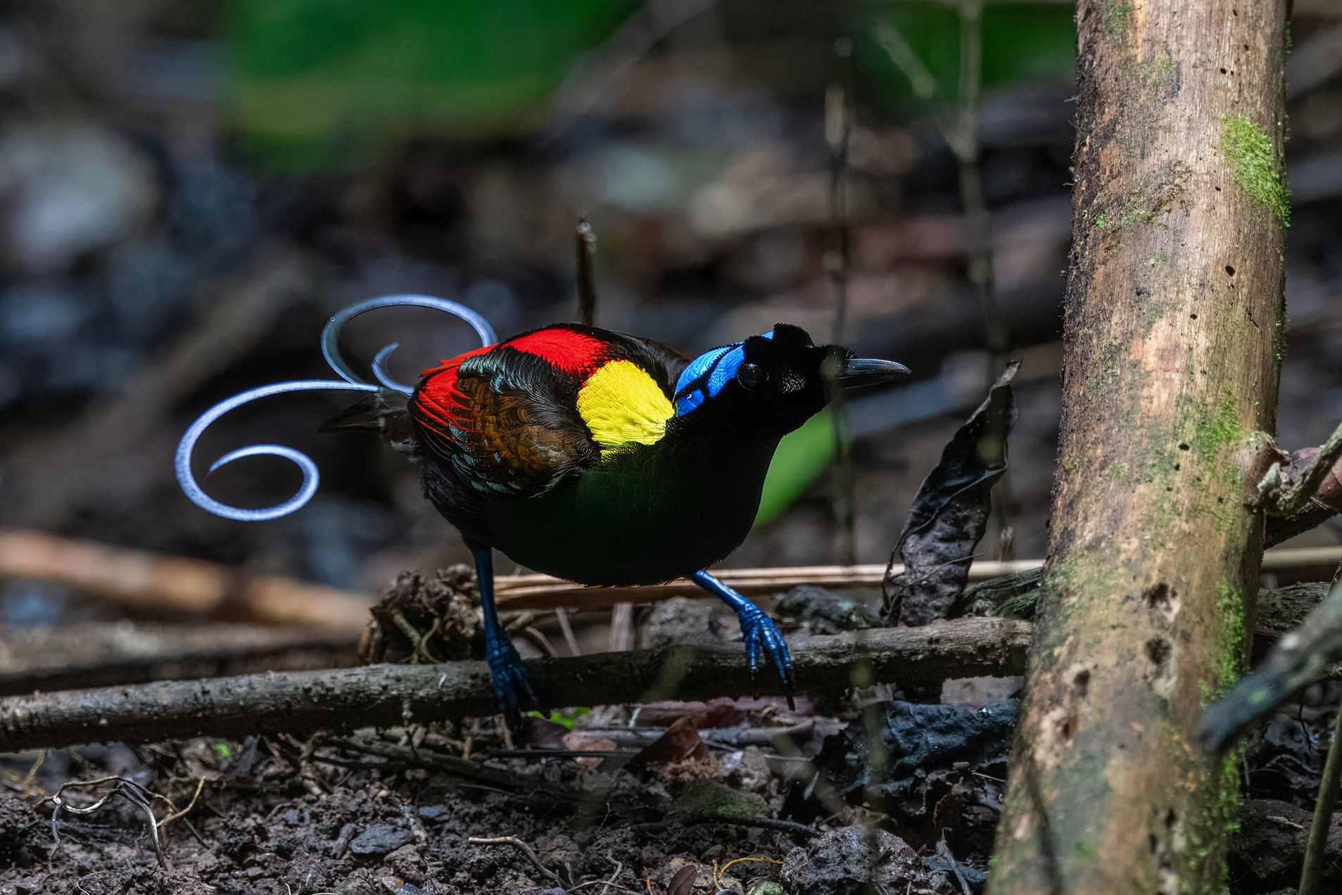 Wilson's Bird of Paradise