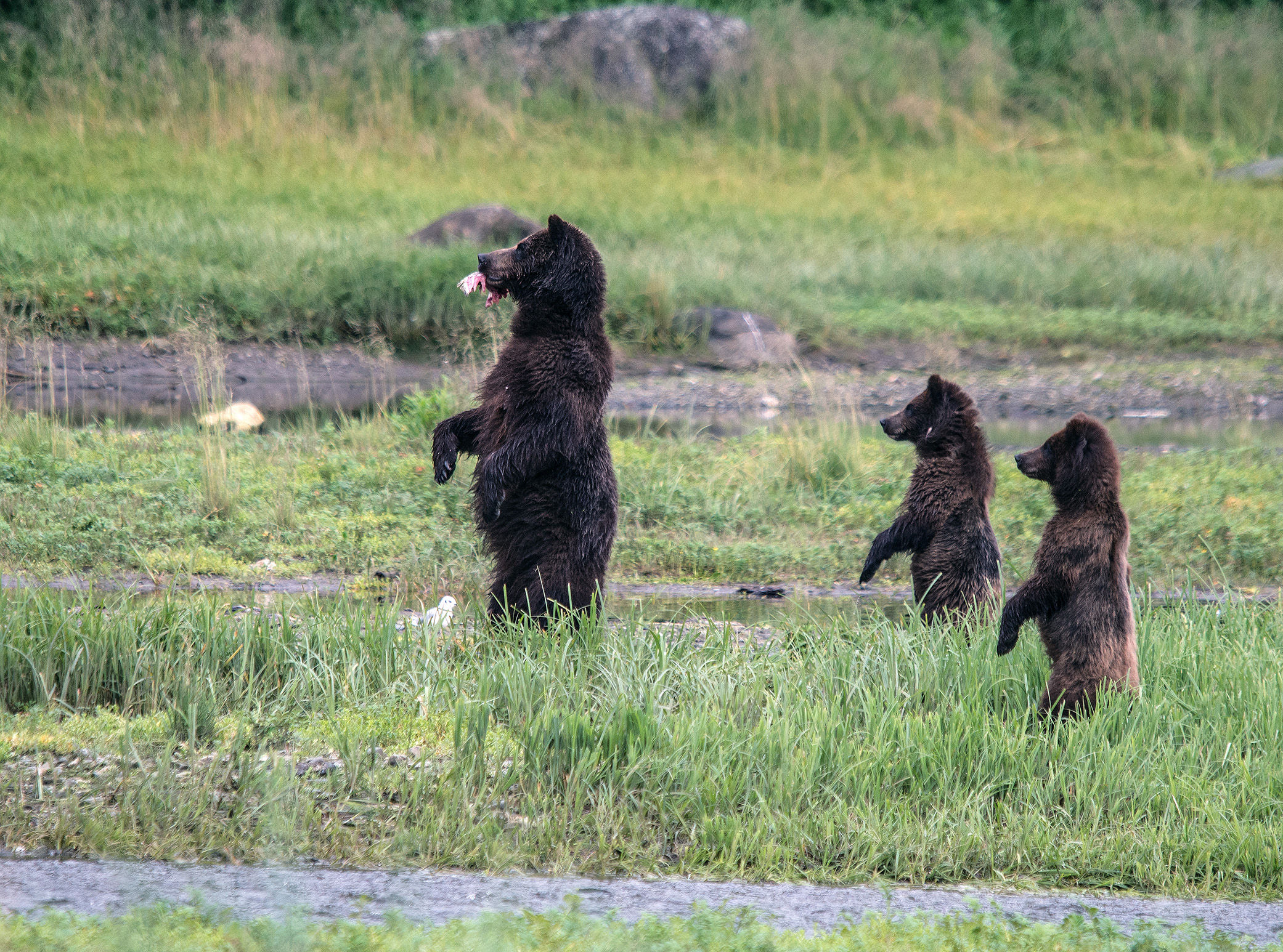 Three Bears Standing at Pack Creek