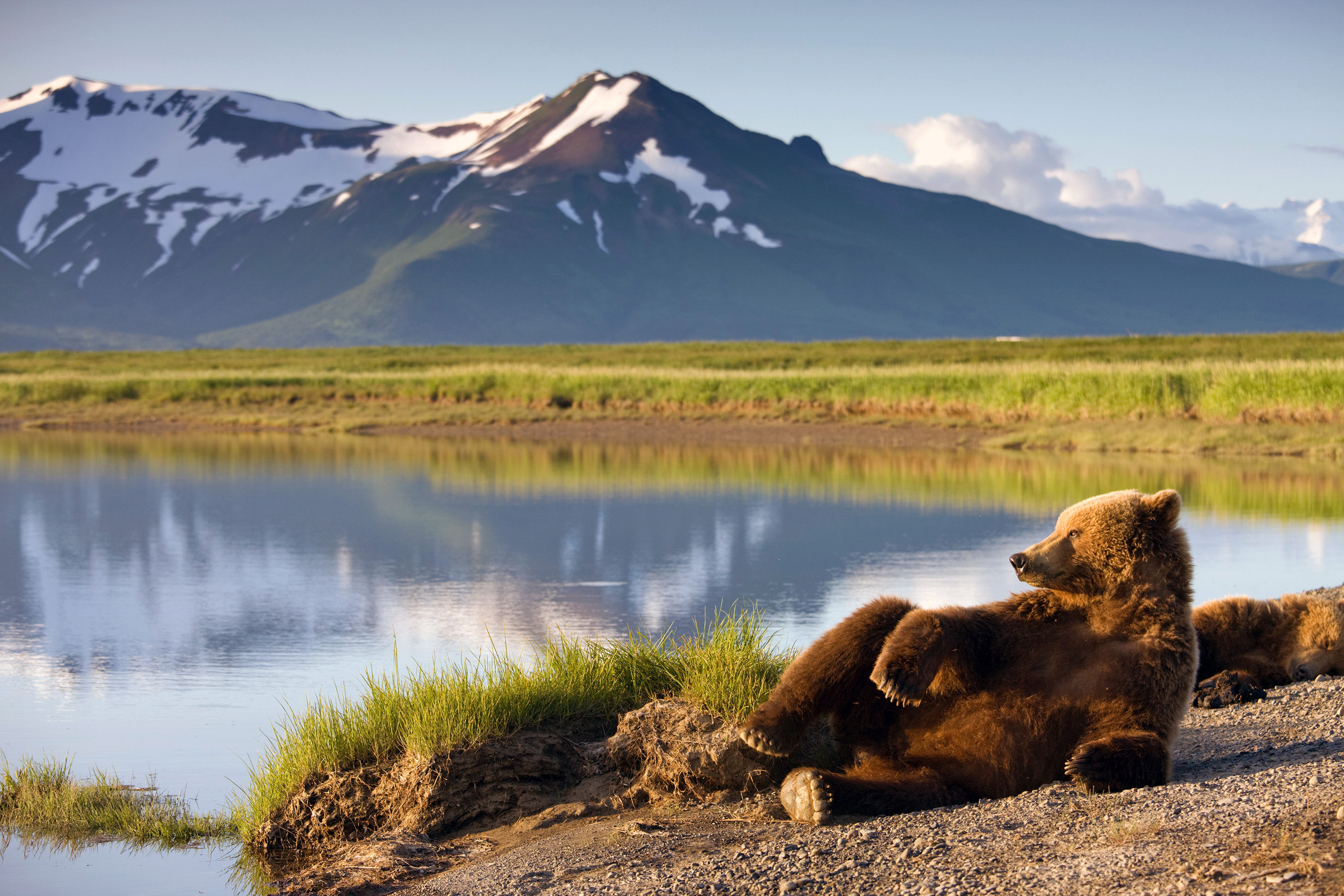 Brown Bear, Katmai National Park, Alaska