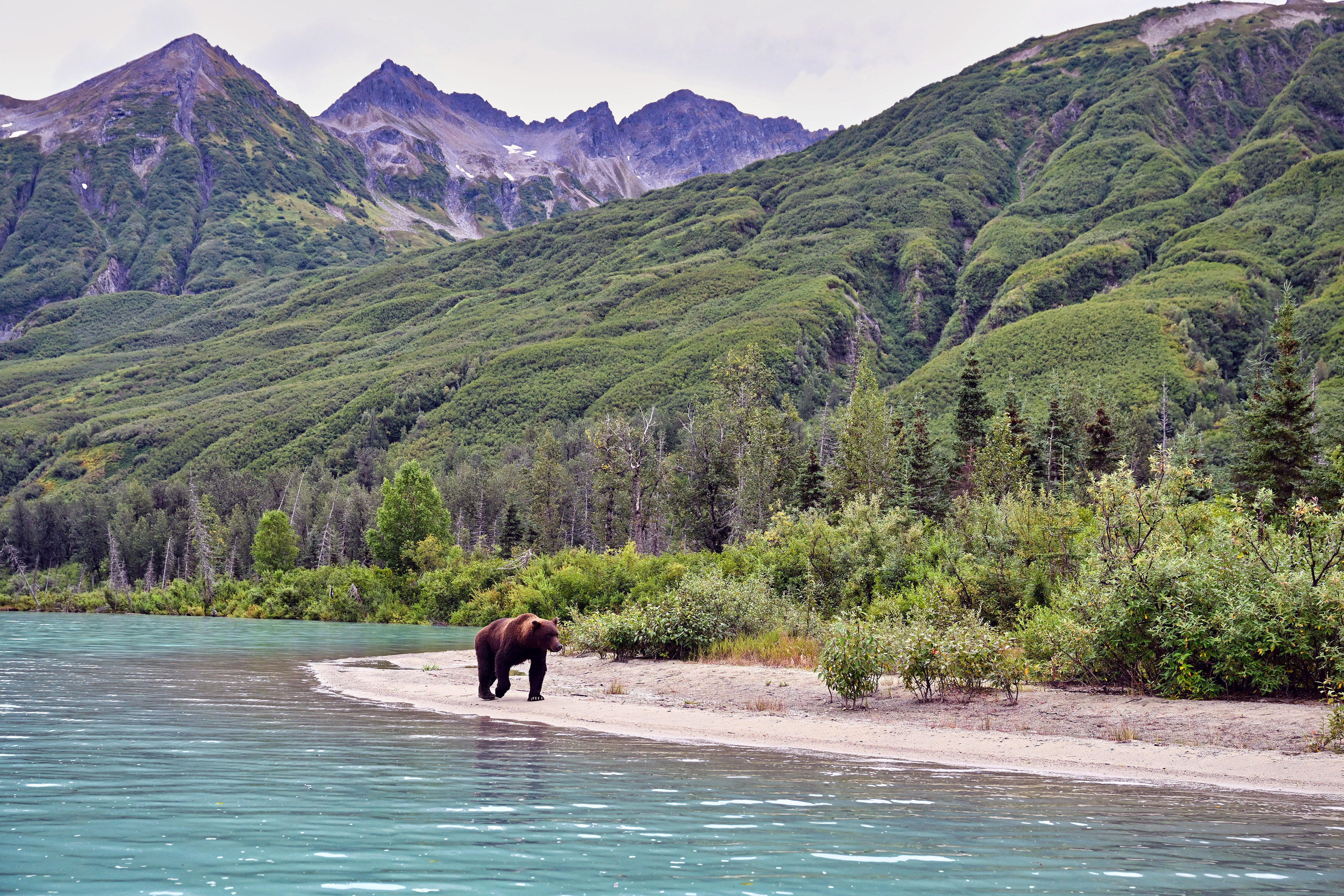 Alaskan Brown Bear (Ursus horribilis) in Lake Clark National Park