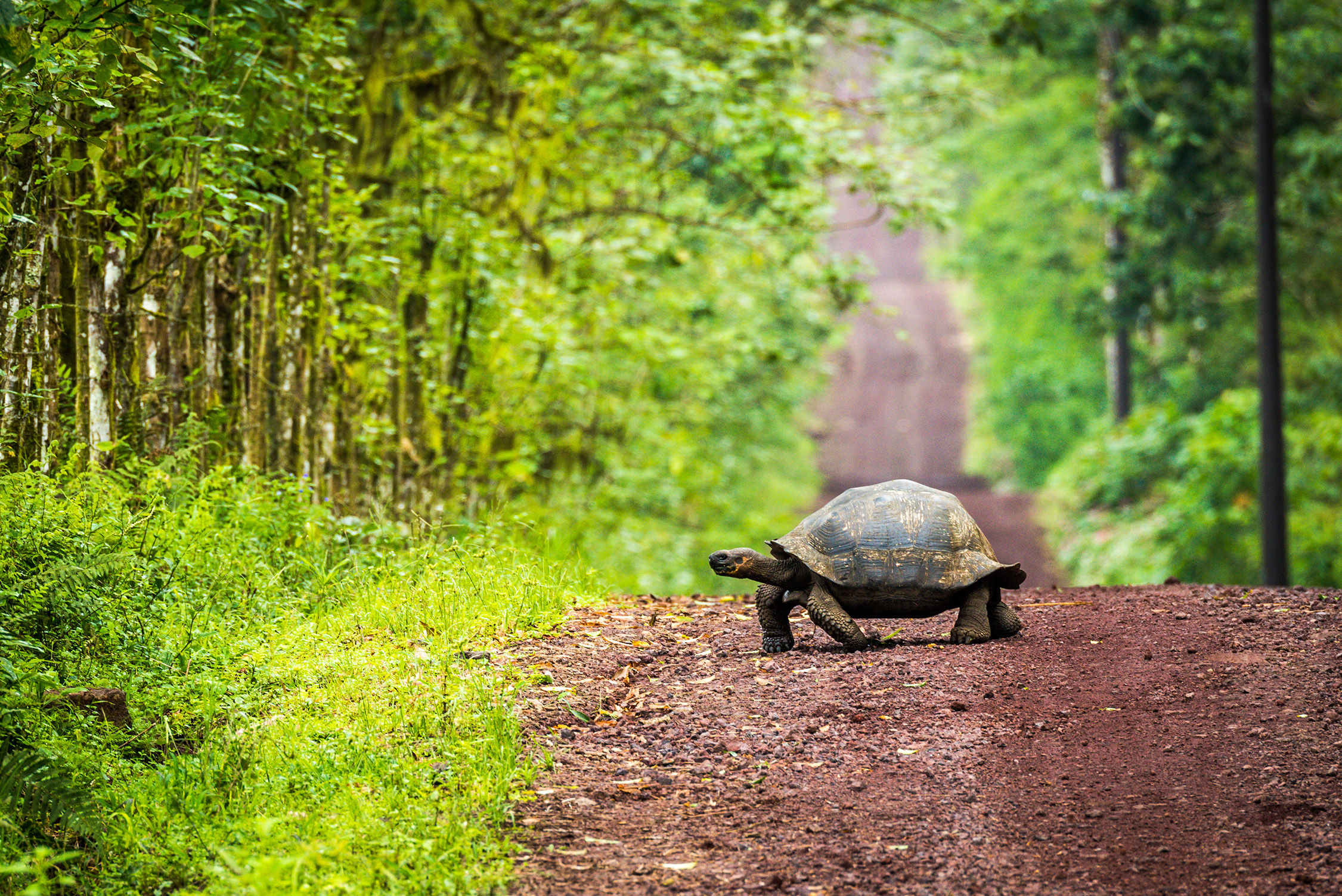 Galapagos Tortoise crossing the road
