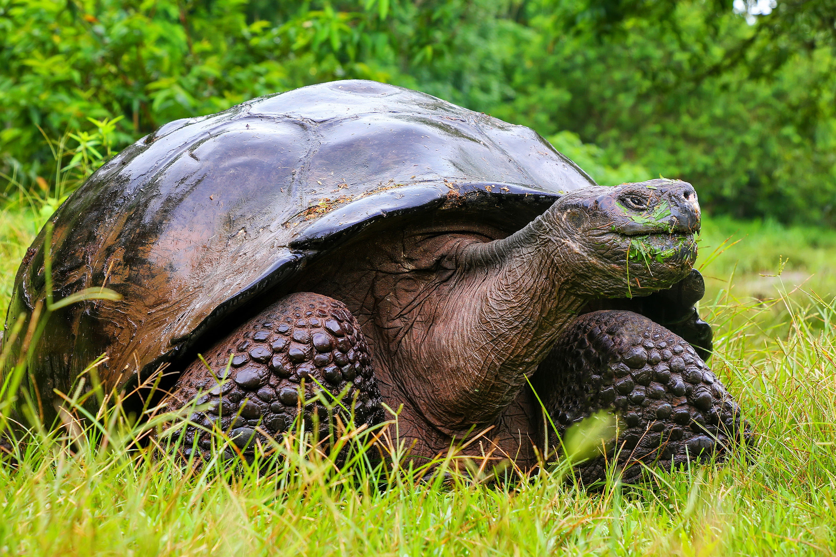 Old Galapagos Giant Tortoise
