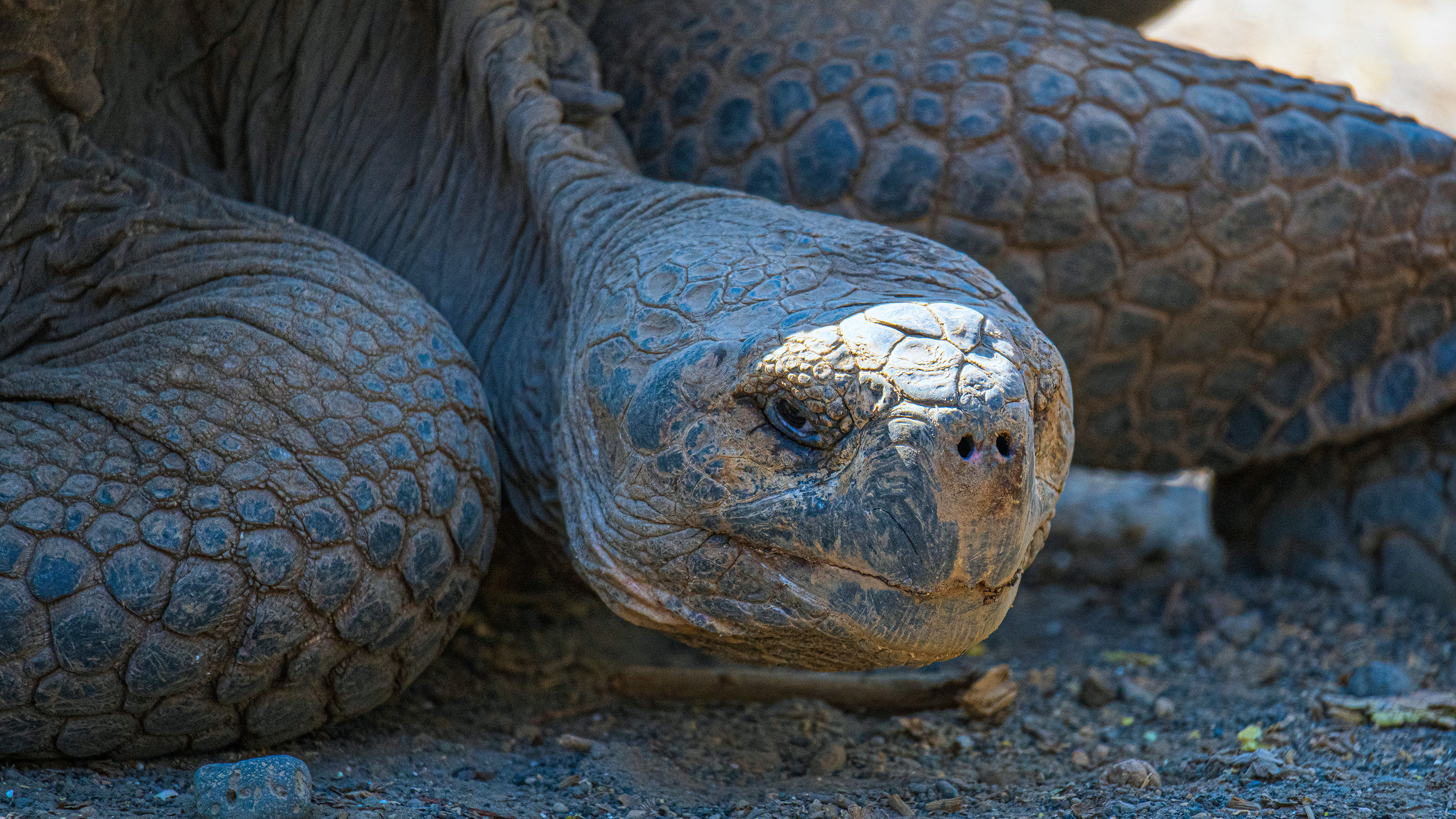 Galapagos Giant Tortoise