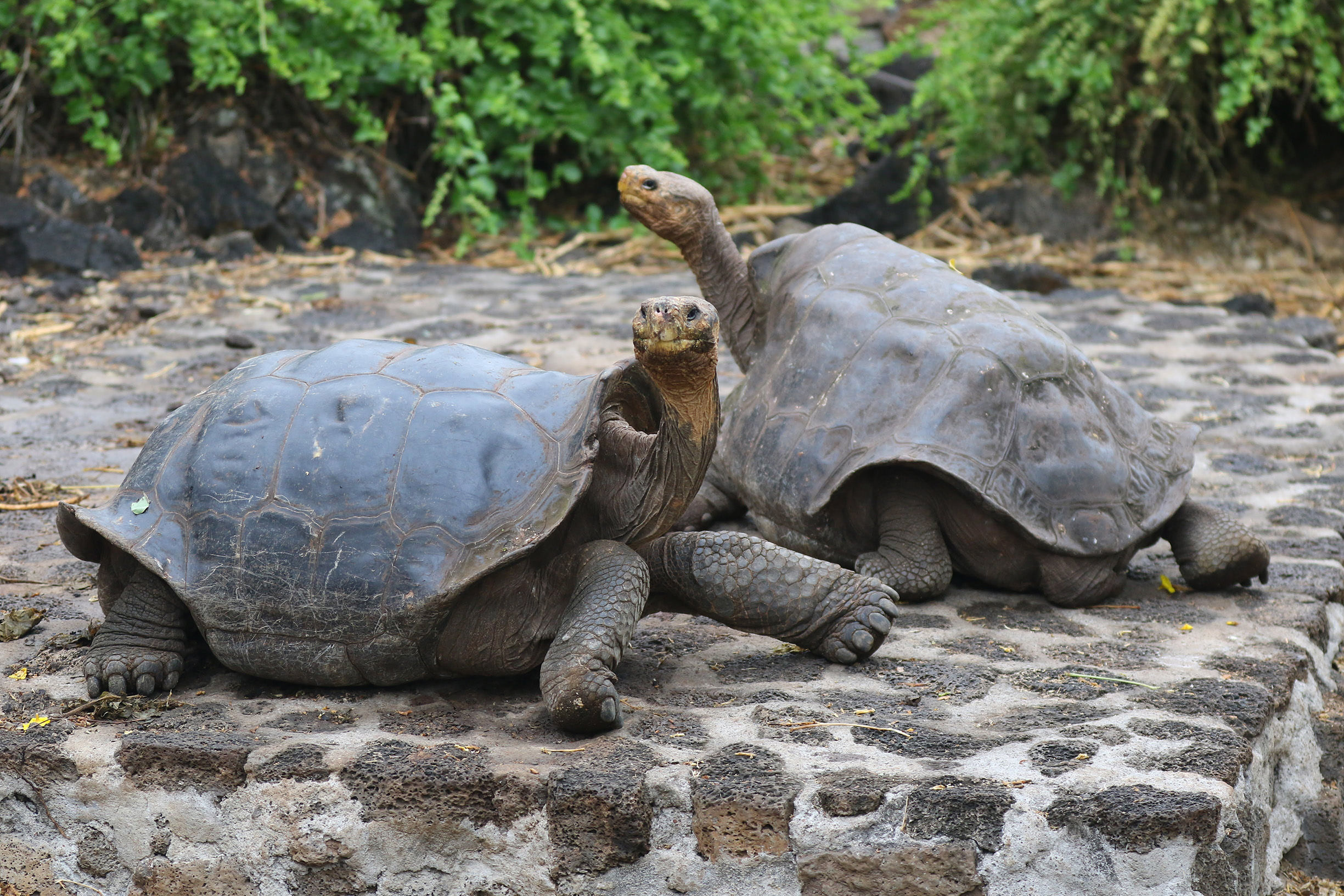Two Galápagos tortoises at Charles Darwin Research Station