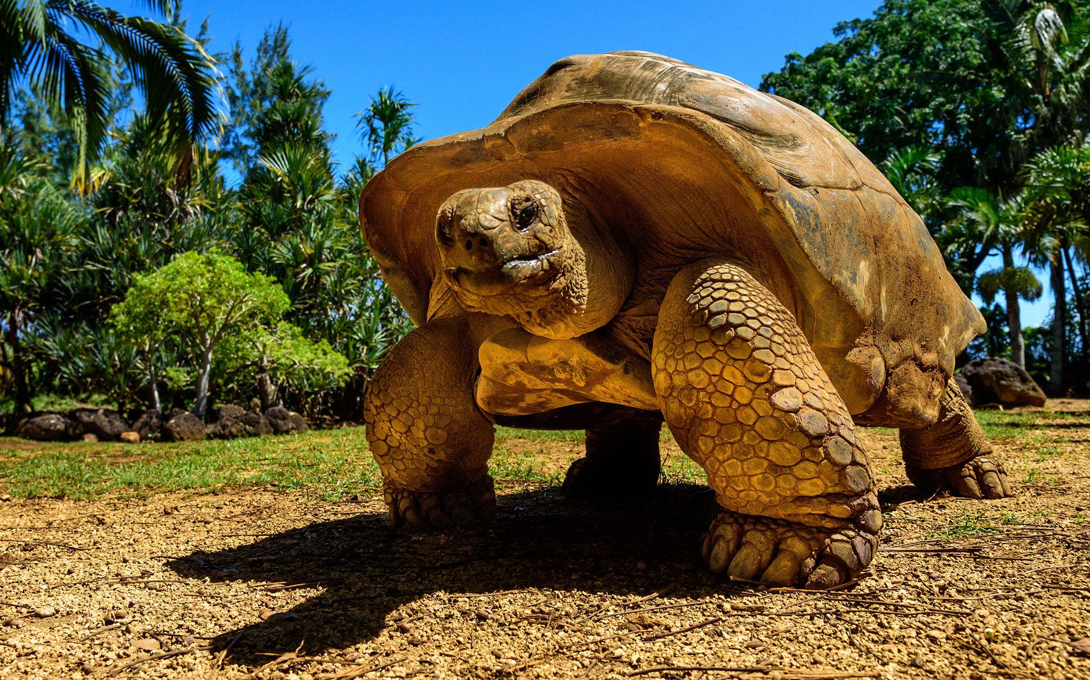 Galapagos Giant Tortoise