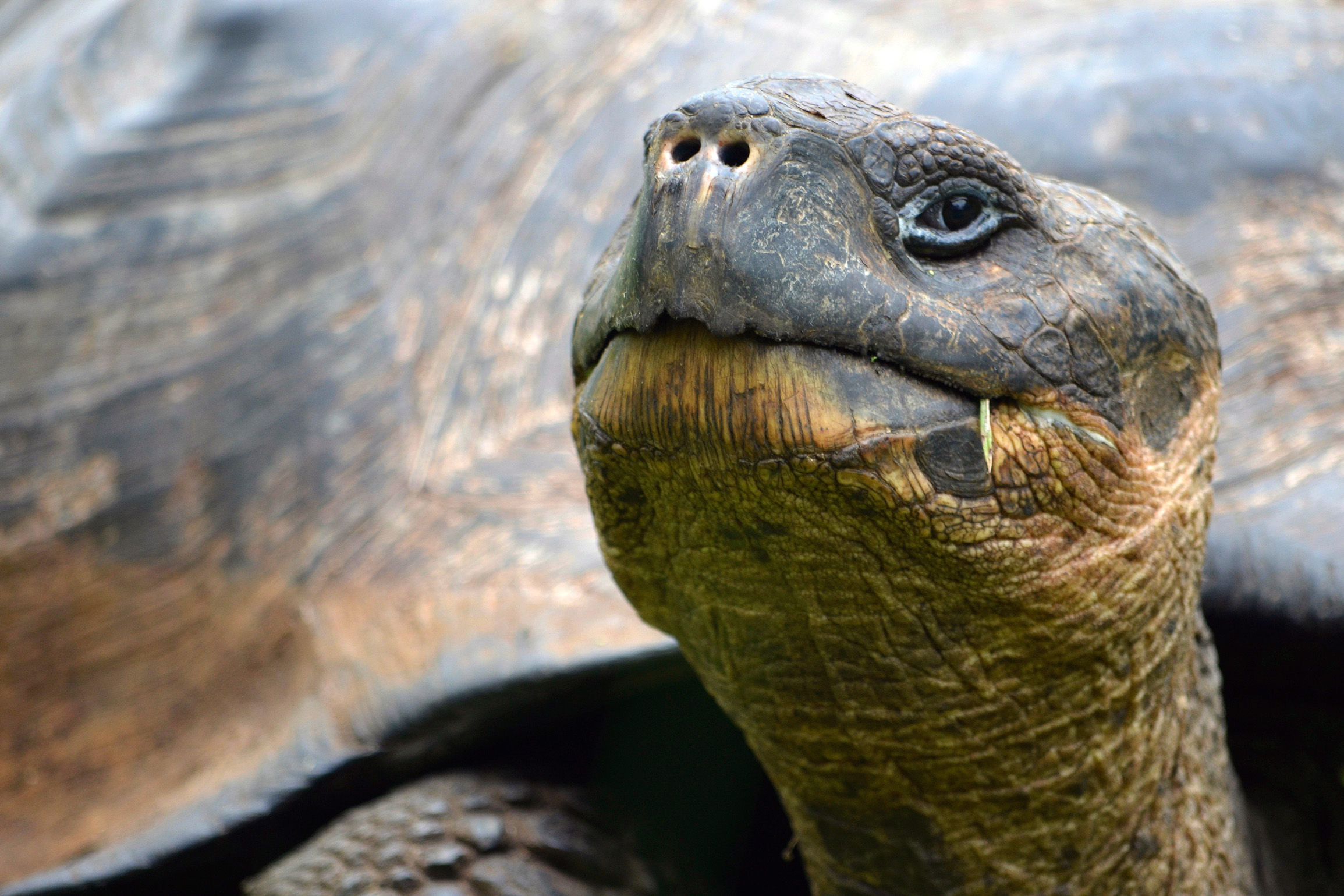 Galapagos Giant Tortoise close-up
