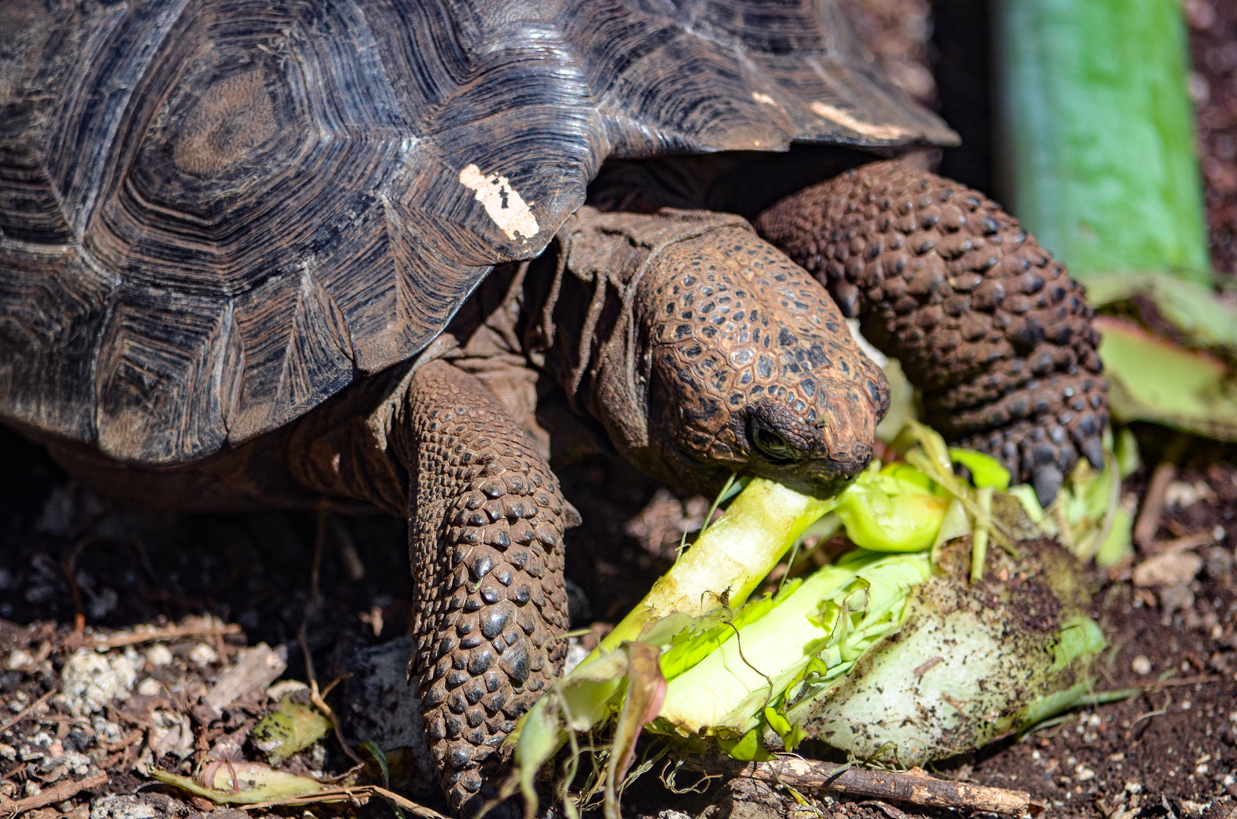Galapagos tortoise eating