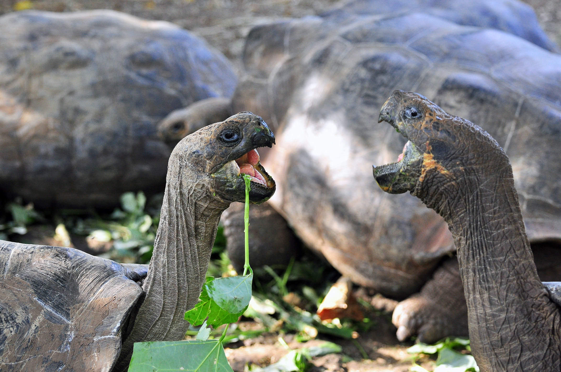 Galapagos tortoise