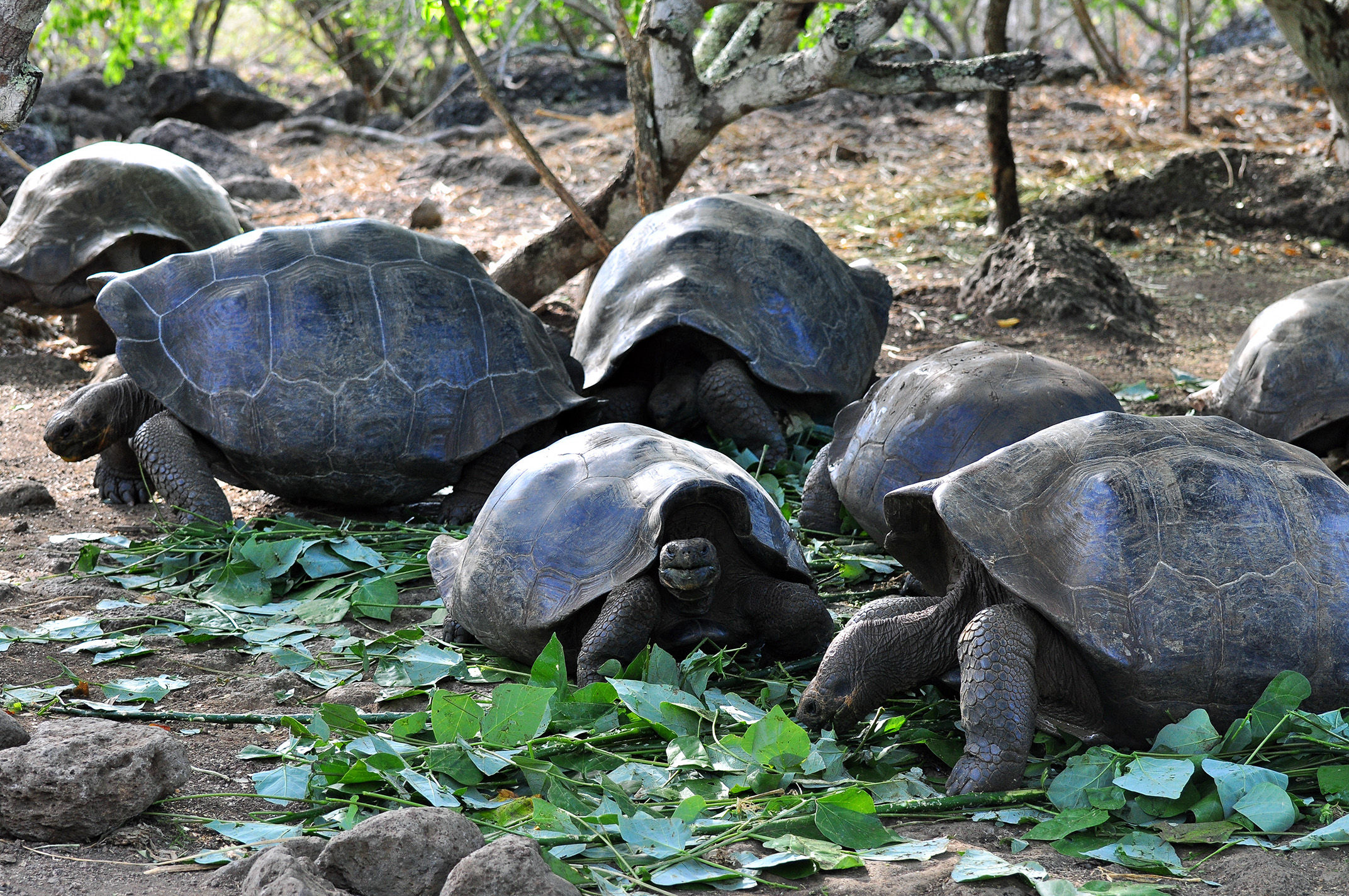 Galapagos Tortoise eating together