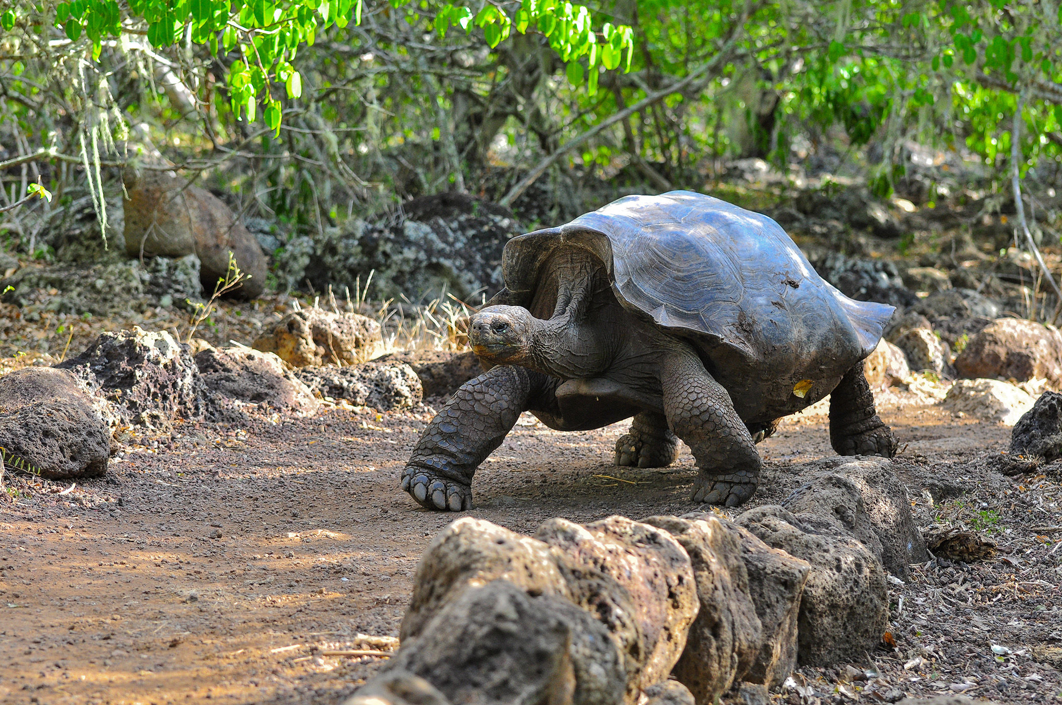 Galapagos tortoise