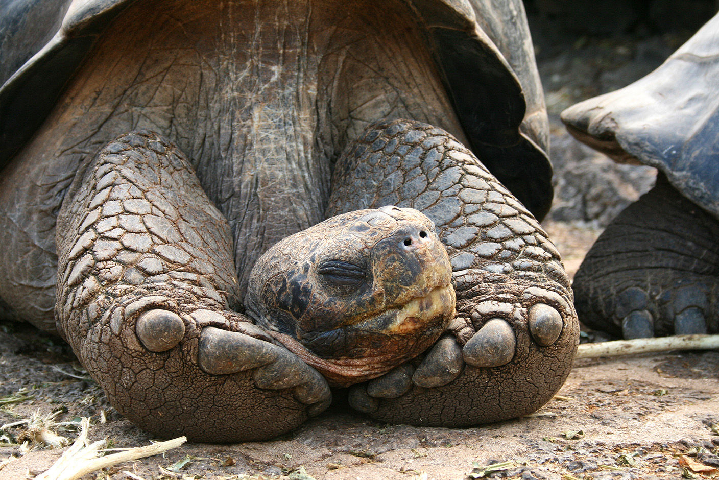 Galapagos Giant Tortoise sleeping
