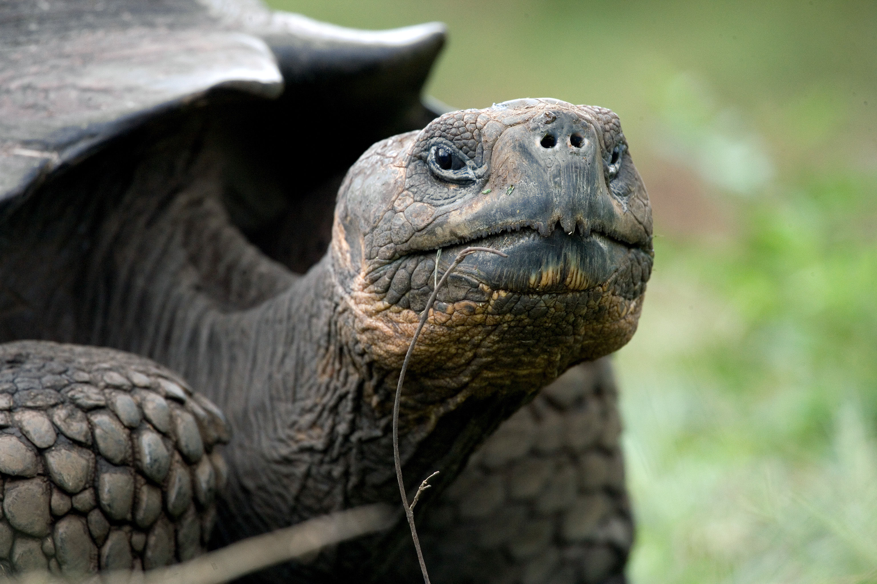 Galapagos Tortoise Close-Up