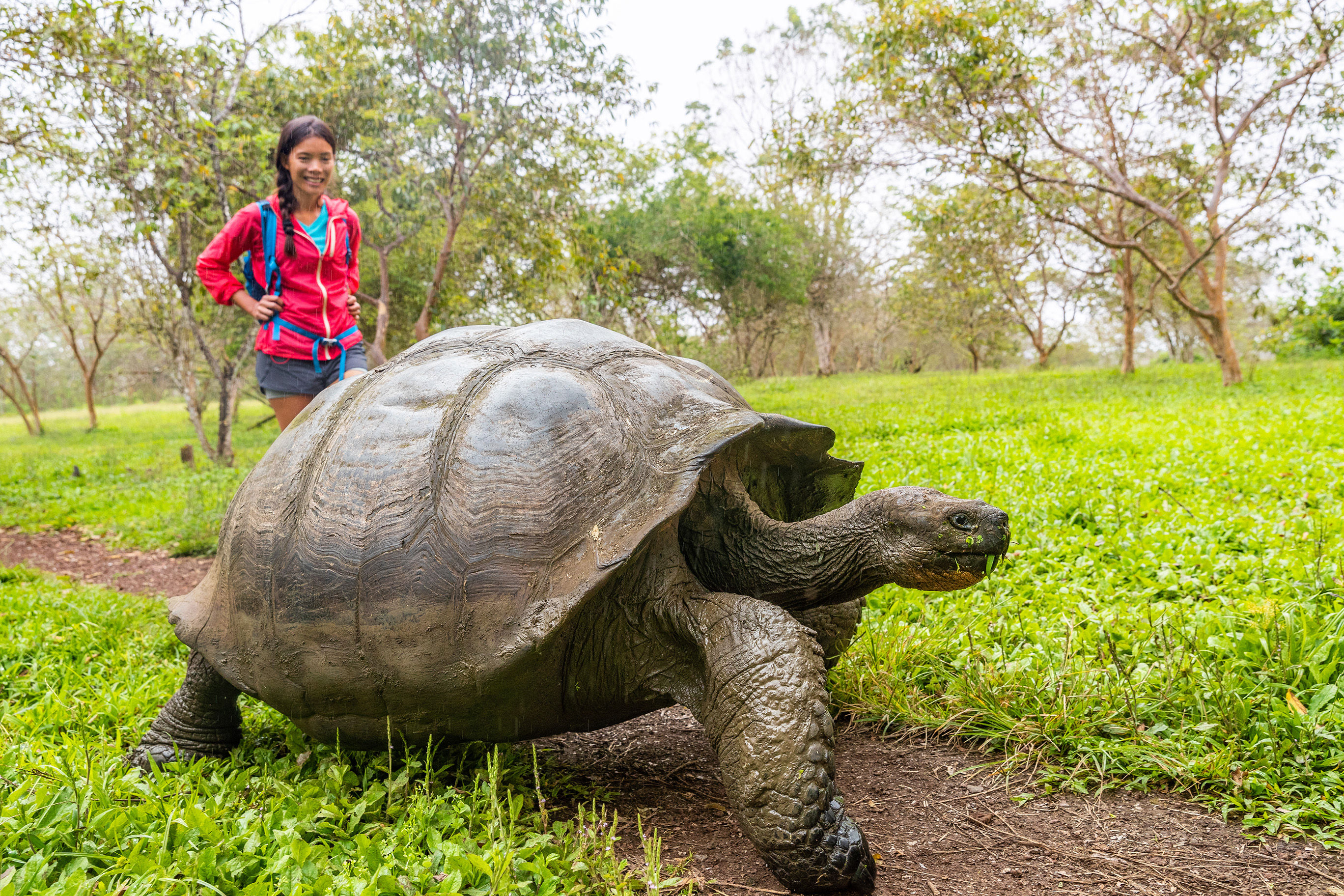 Galapagos Giatn Tortoise and tourist