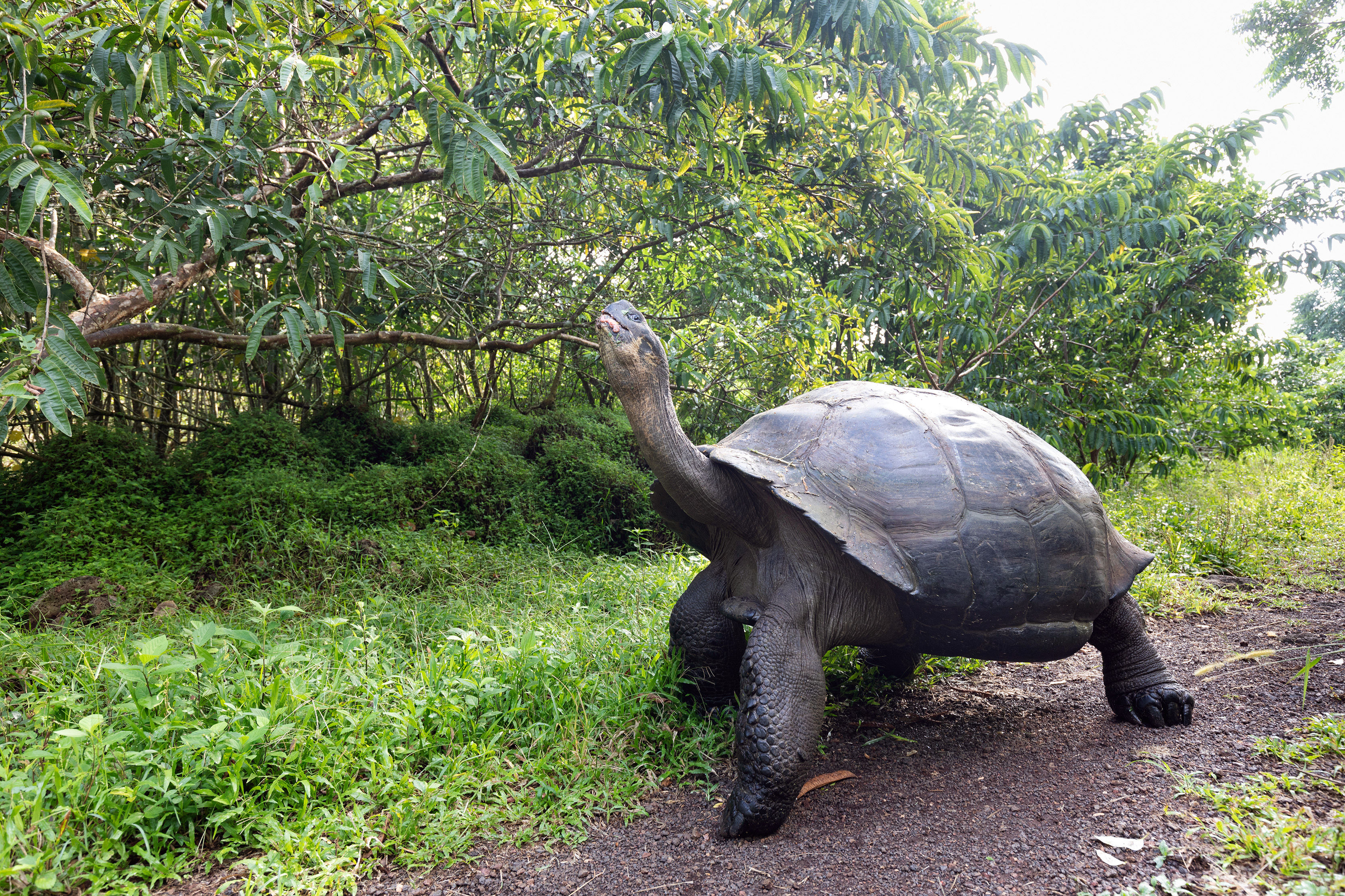 Giant tortoise in its habitat