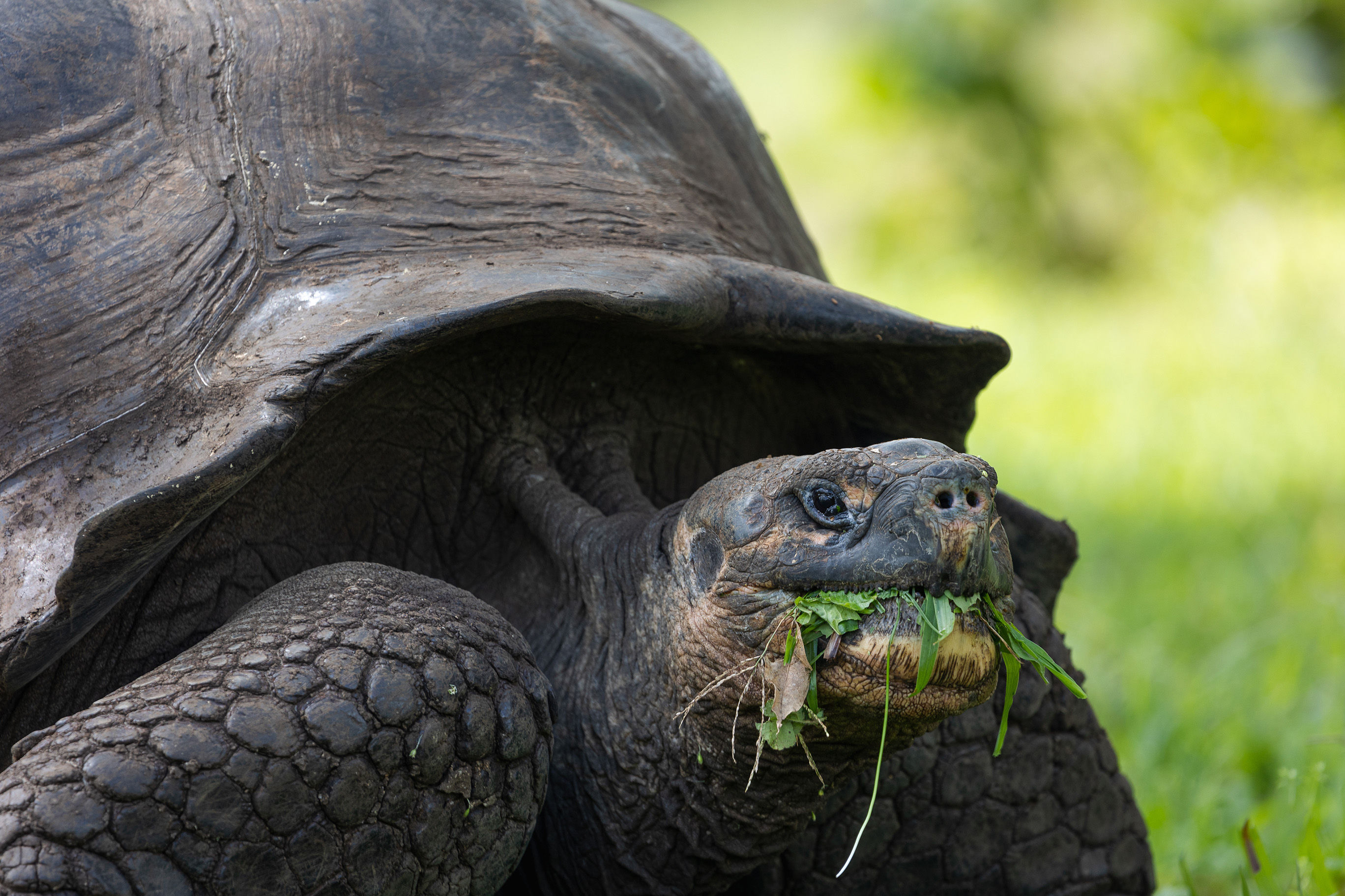 Galapagos giant tortoise eating grass and leaves