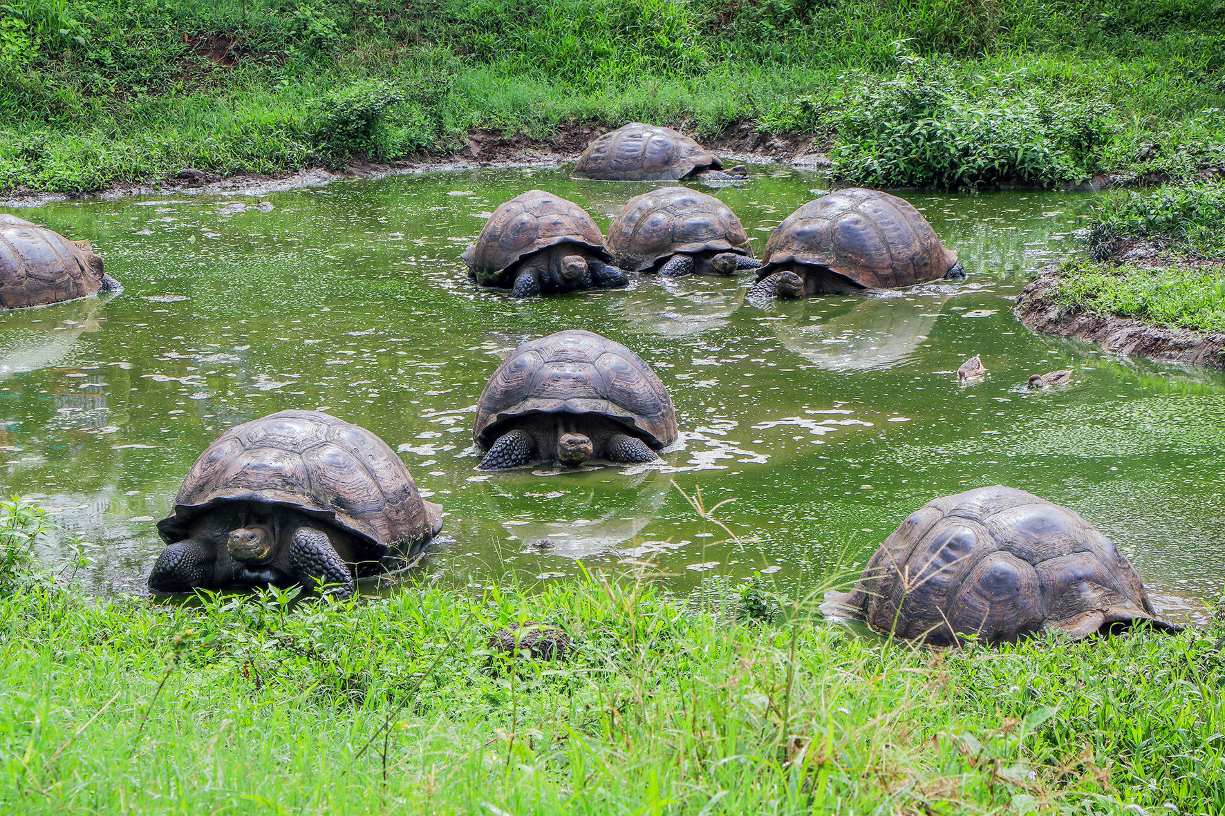 Galapagos Giant Tortoises make their way across a waterhole in the highlands of Santa Cruz