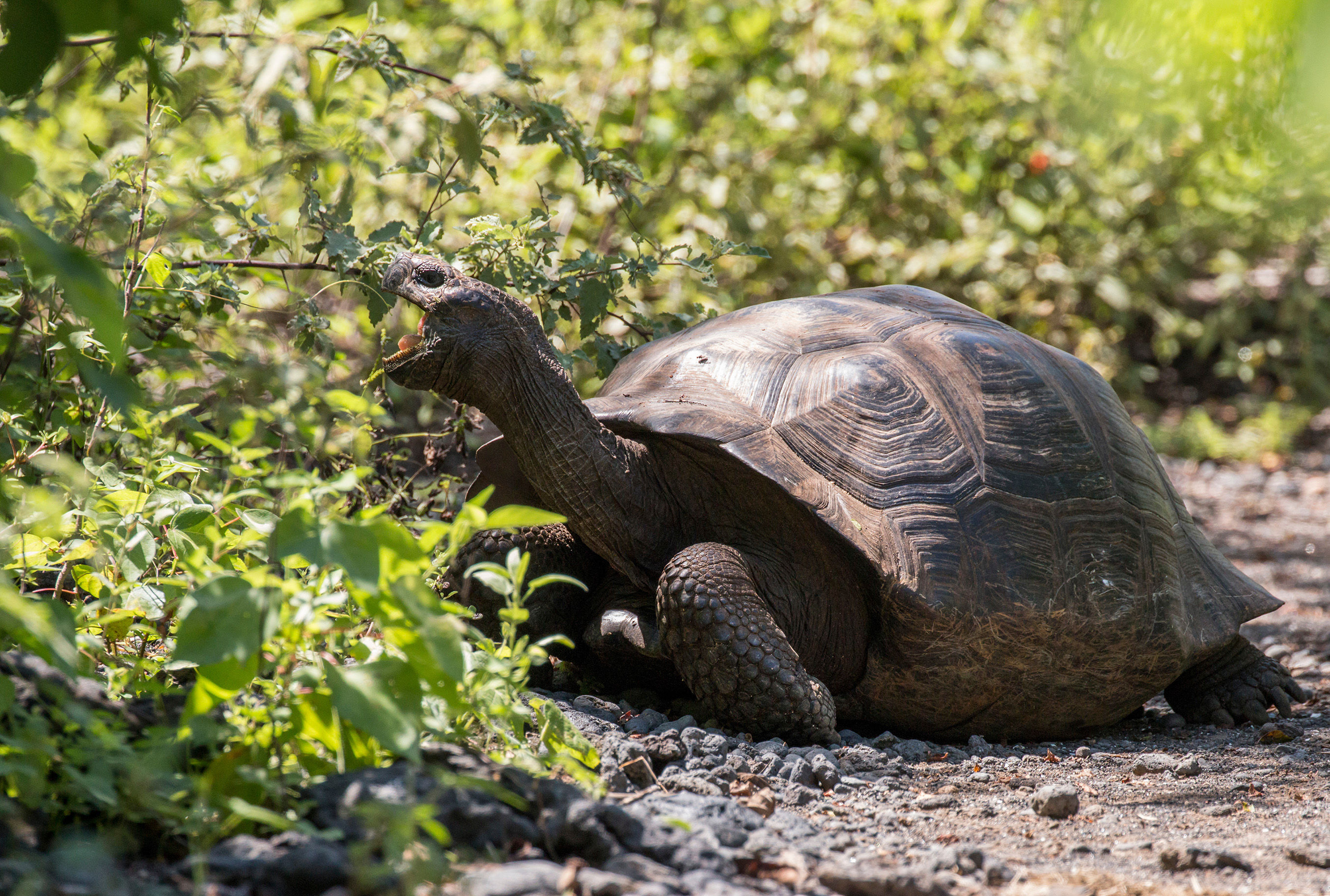Tortoise eating