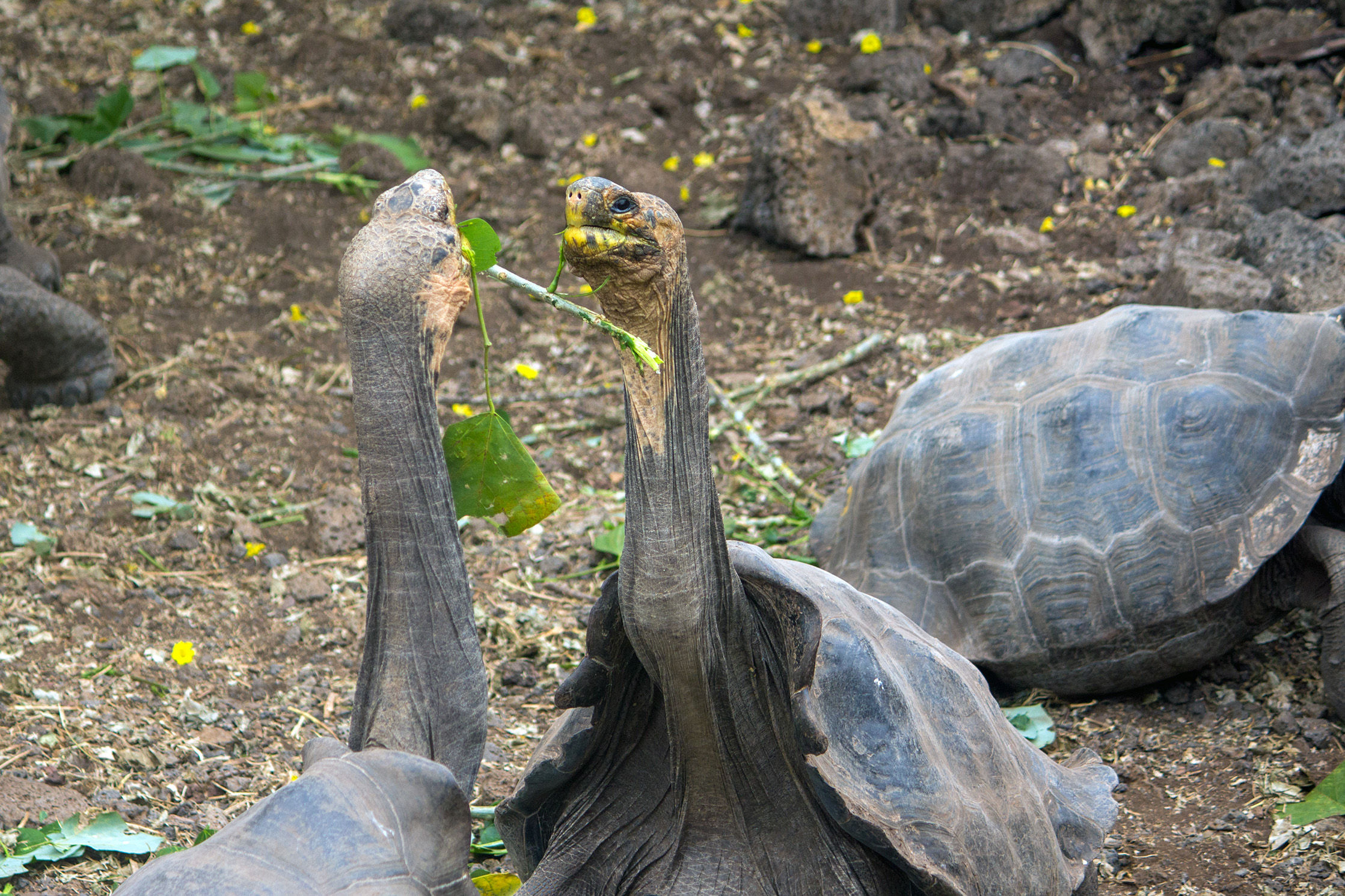 Two Hood Island giant tortoises in a dominance display at Charles Darwin Research Station