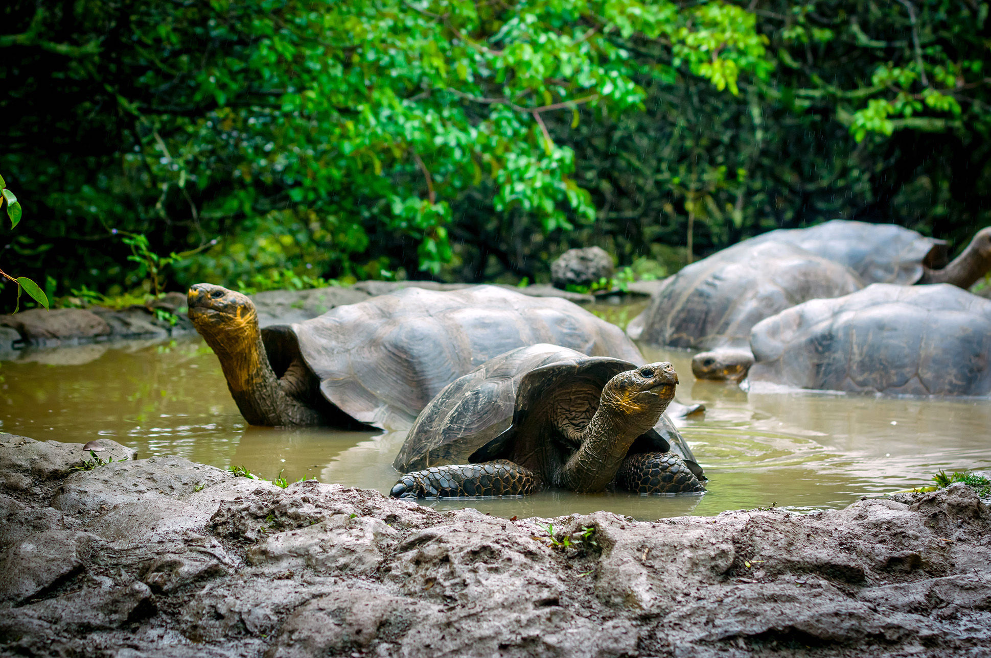 Giant tortoises in San Cristóbal, Galápagos