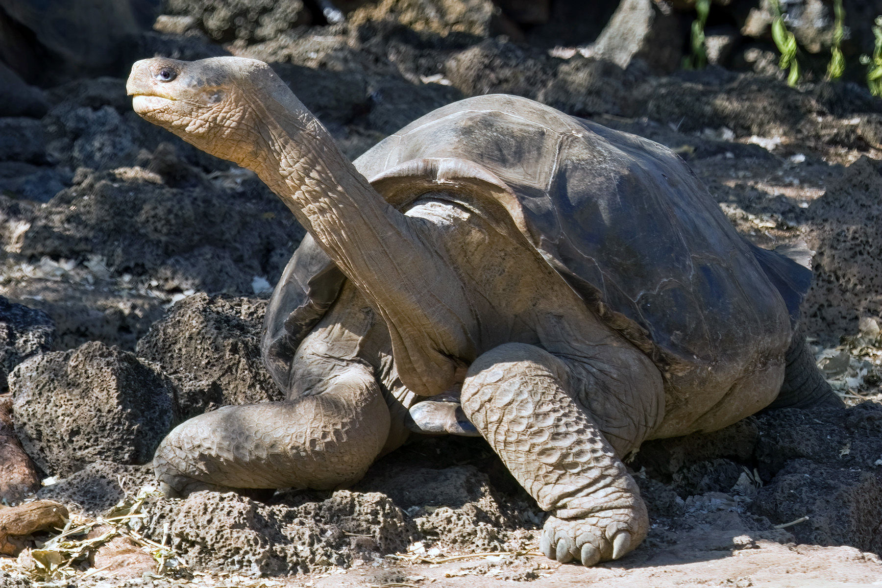 Lonesome George - Photo taken in 2008