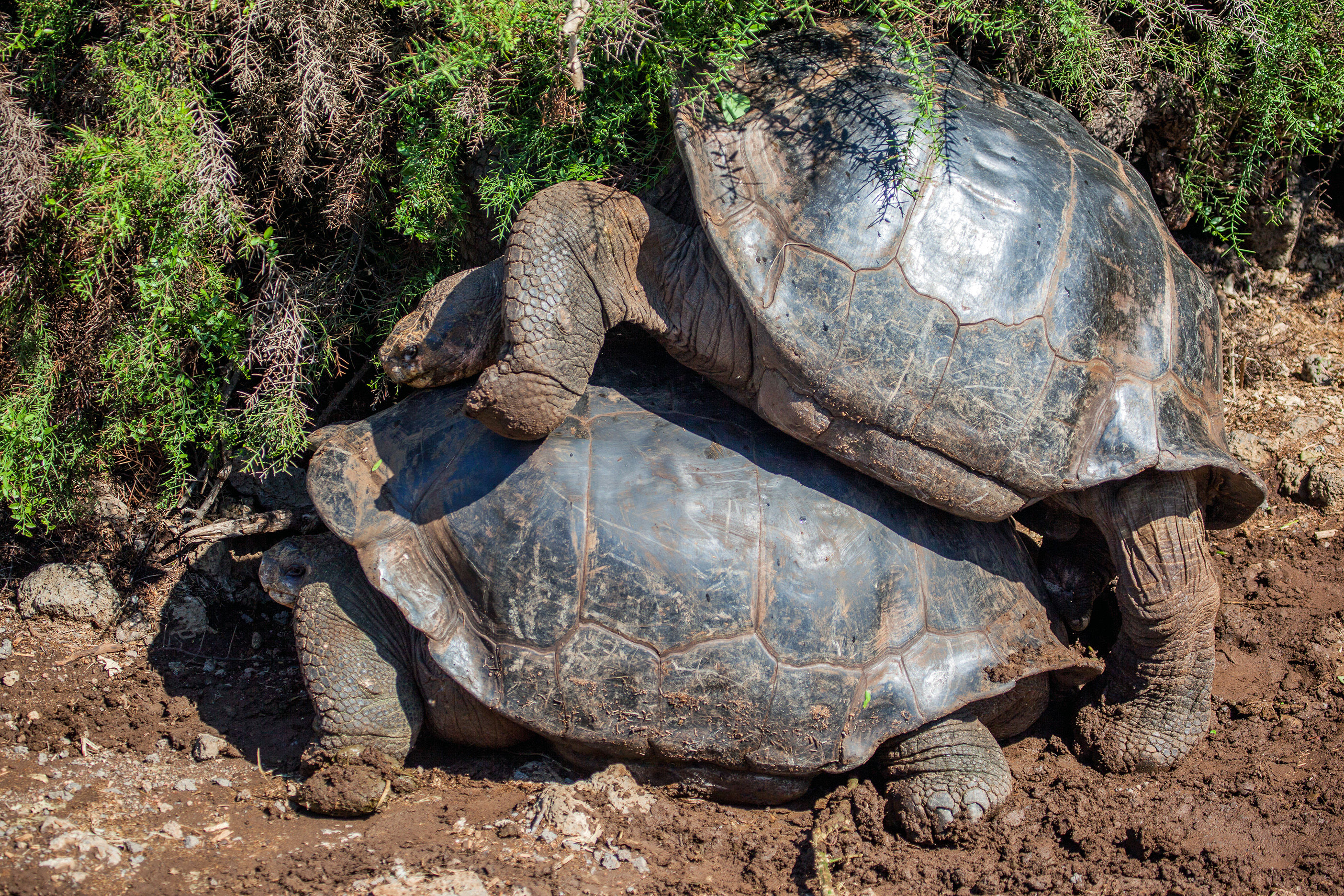 Galapagos Giant Tortoises mating