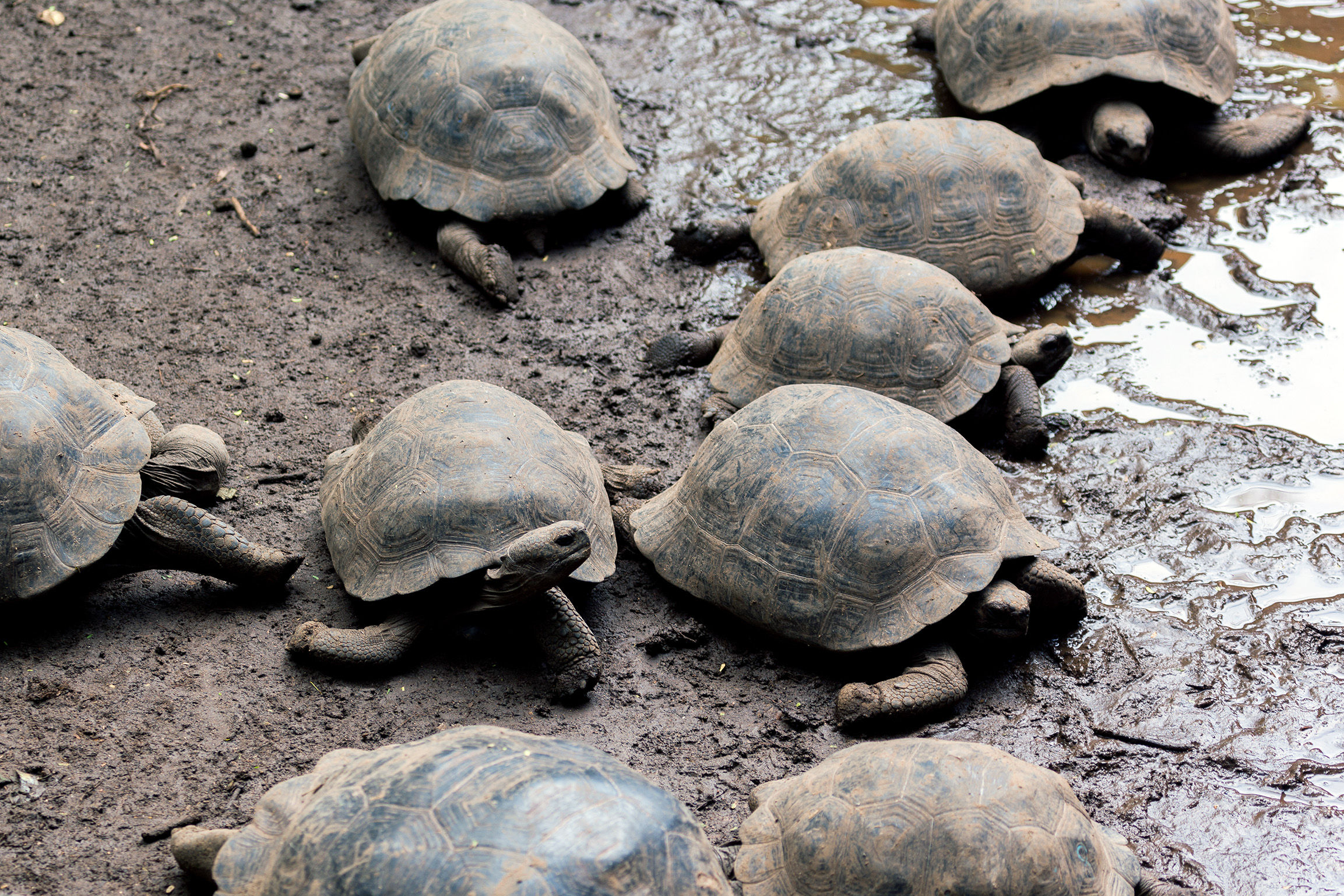 Giant tortoise at Isabela Island, Galapagos Islands