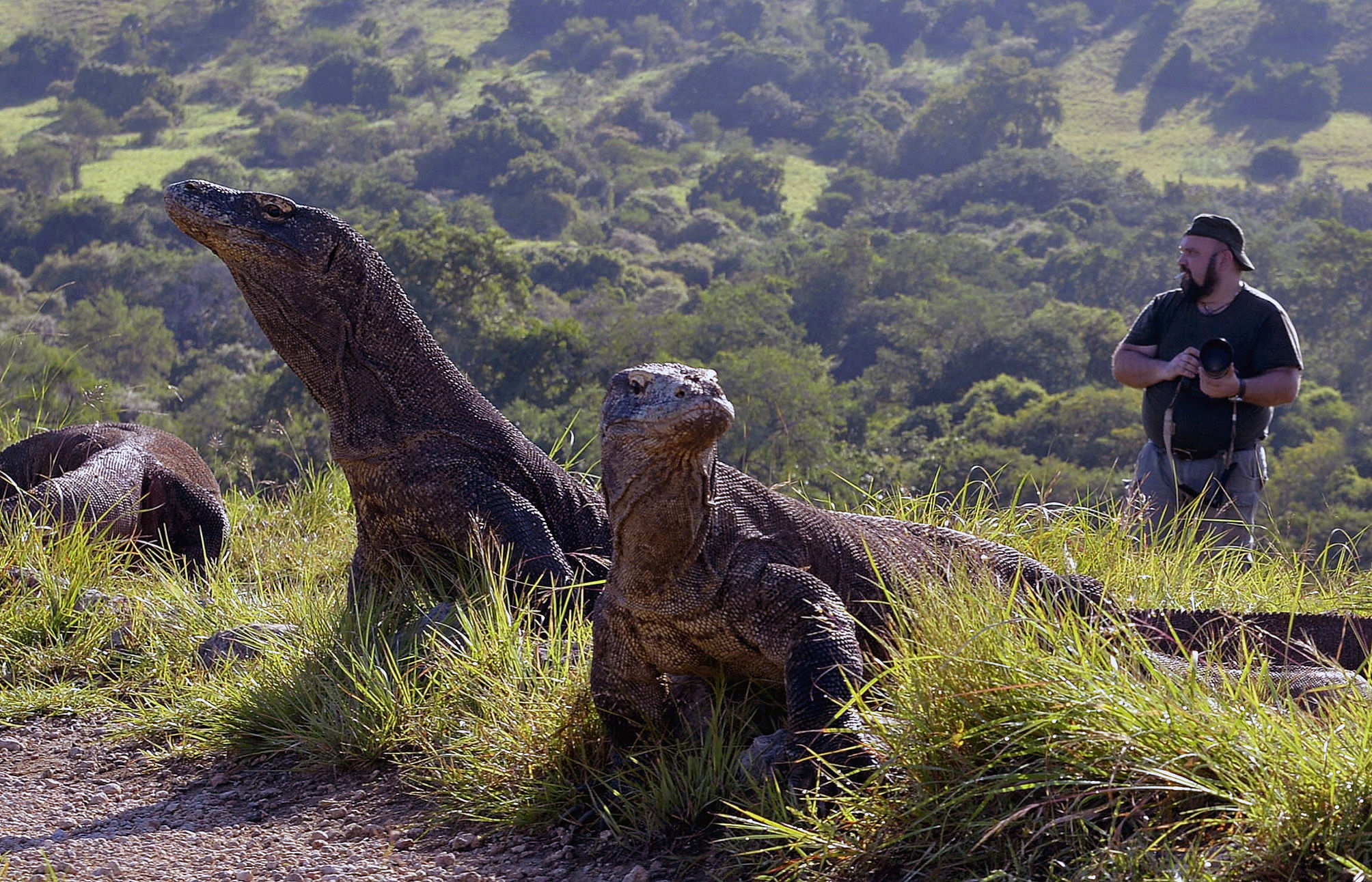 Photographer behind Komodo Dragons