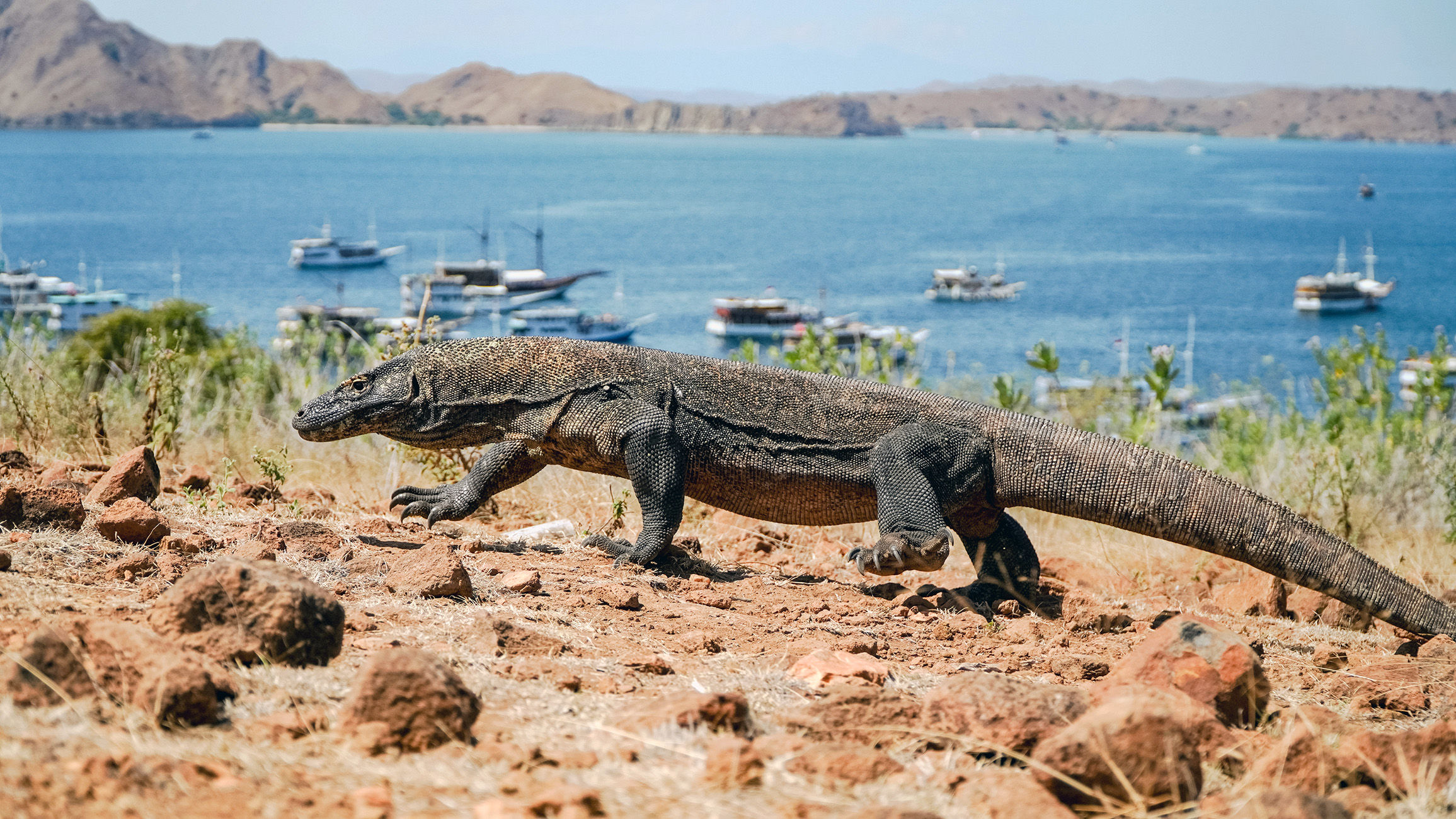 Komodo Dragon with boats in the background