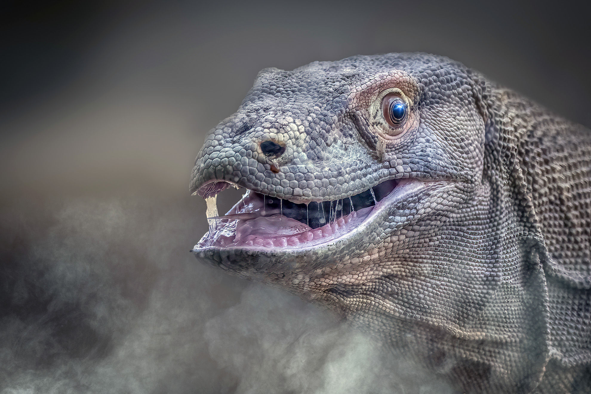 Komodo Dragon close-up of its open mouth