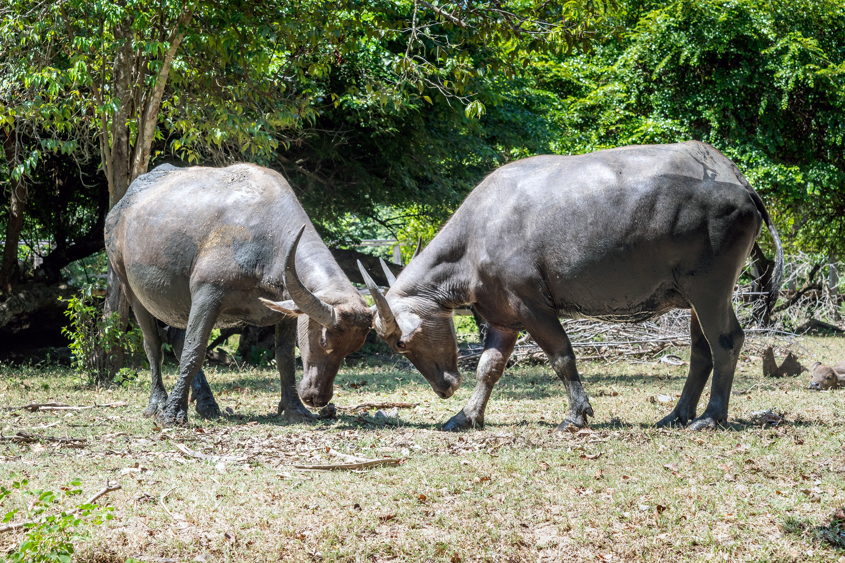 Water Buffalo in Komodo Naitonal Park